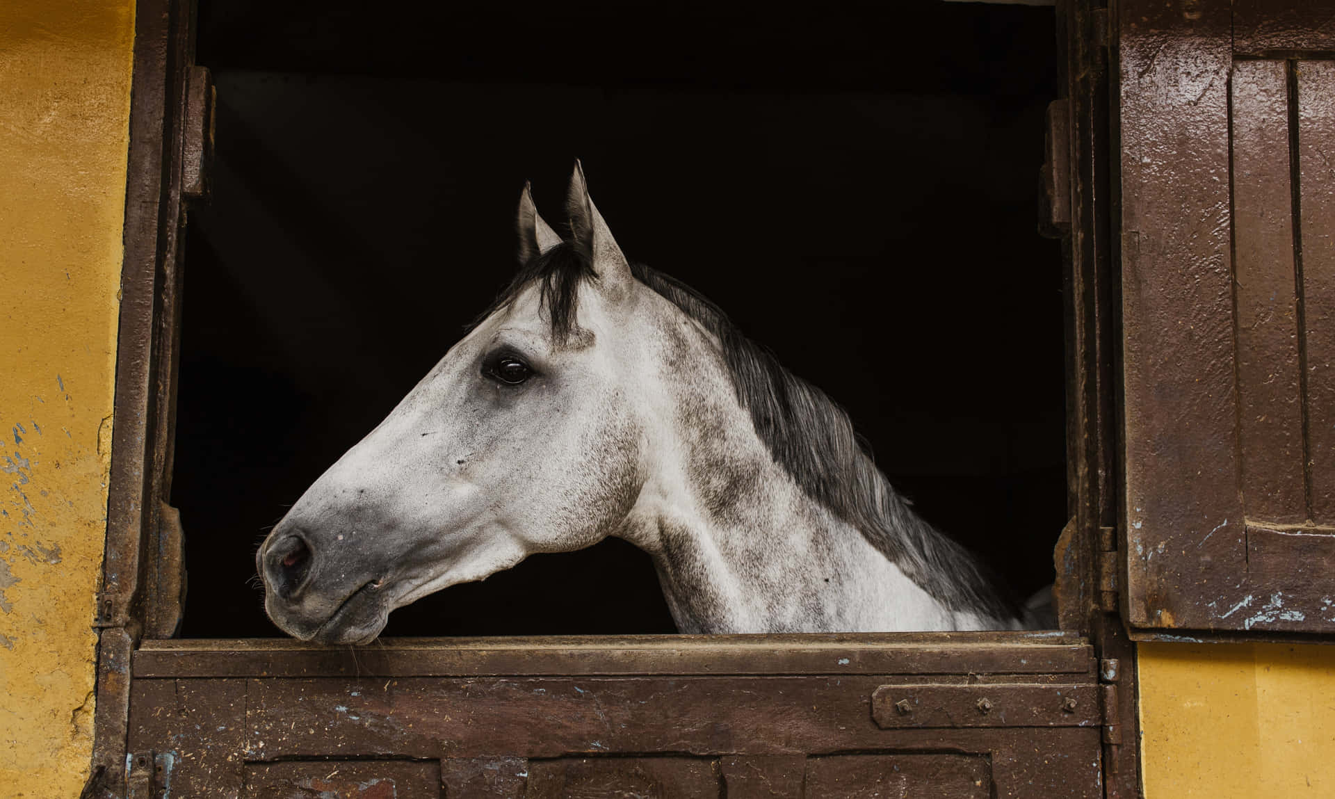Stable Horse At Side [wallpaper] Background
