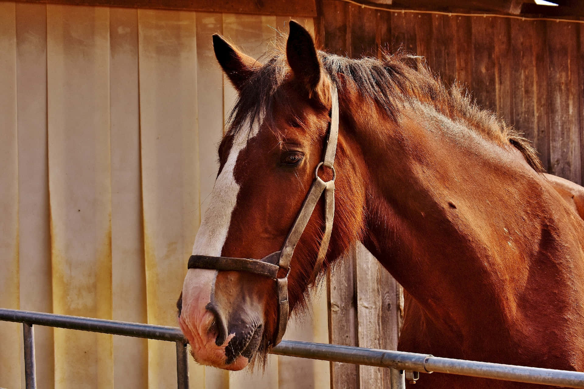 Stable Horse Looking [wallpaper] Background