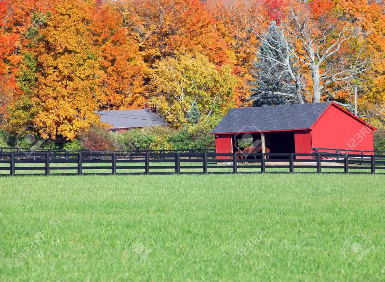 Stable In Ranch [wallpaper] Background