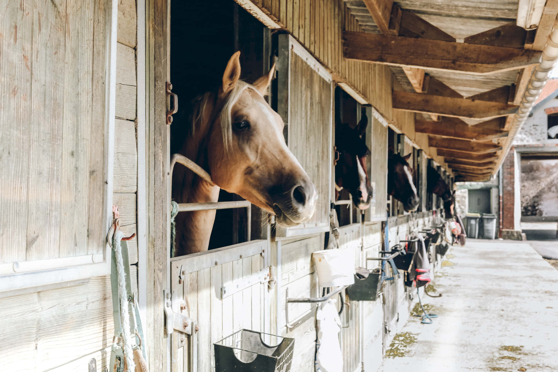 Stable Looking Out [wallpaper] Background