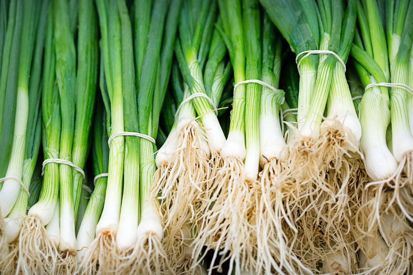 Stacked Fresh Long Spring Onions Background