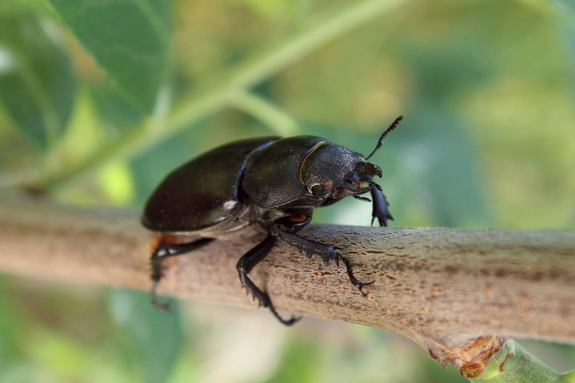 Stag Beetle On A Branch Background