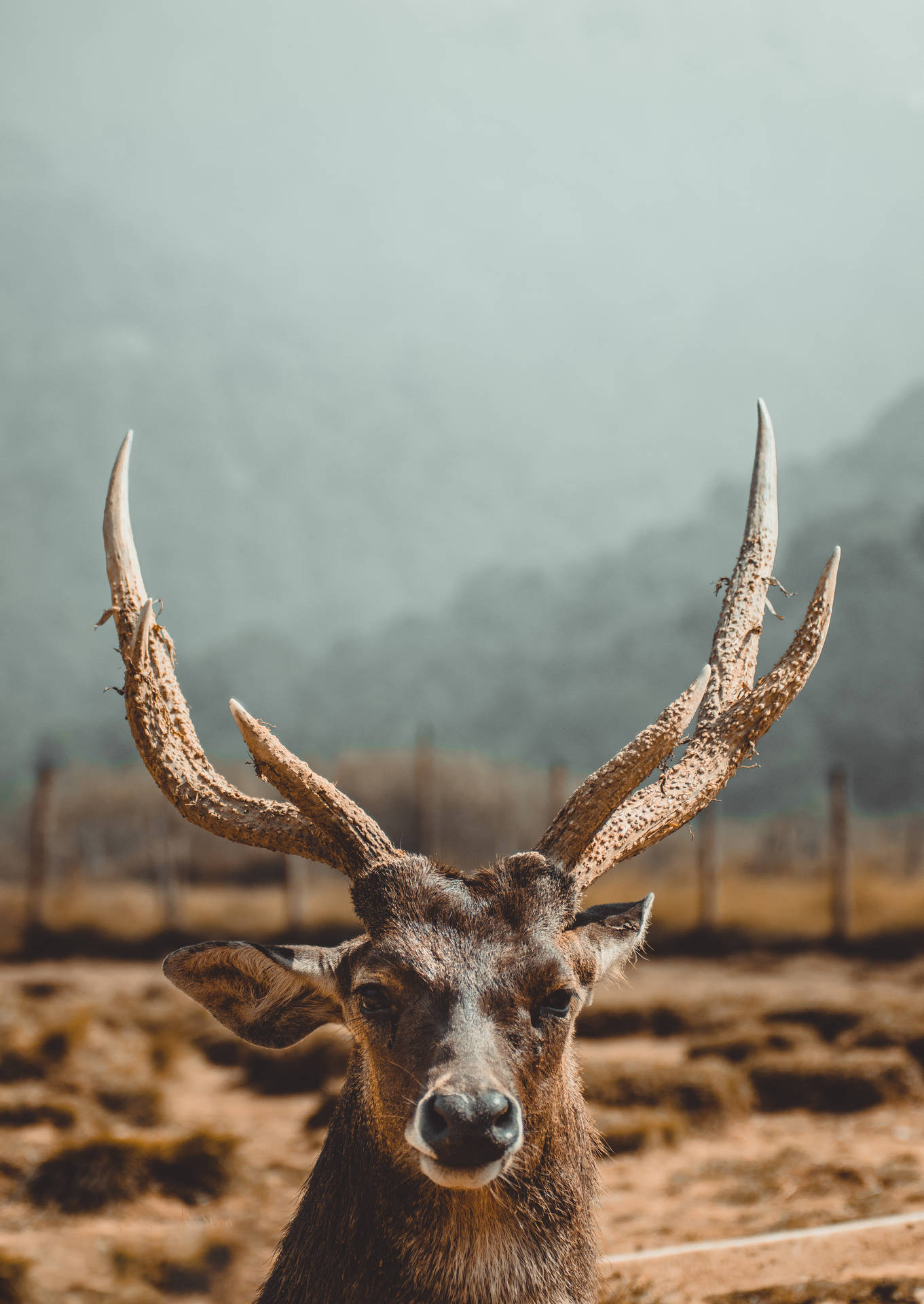 Stag Headshot Deer Hunting Background