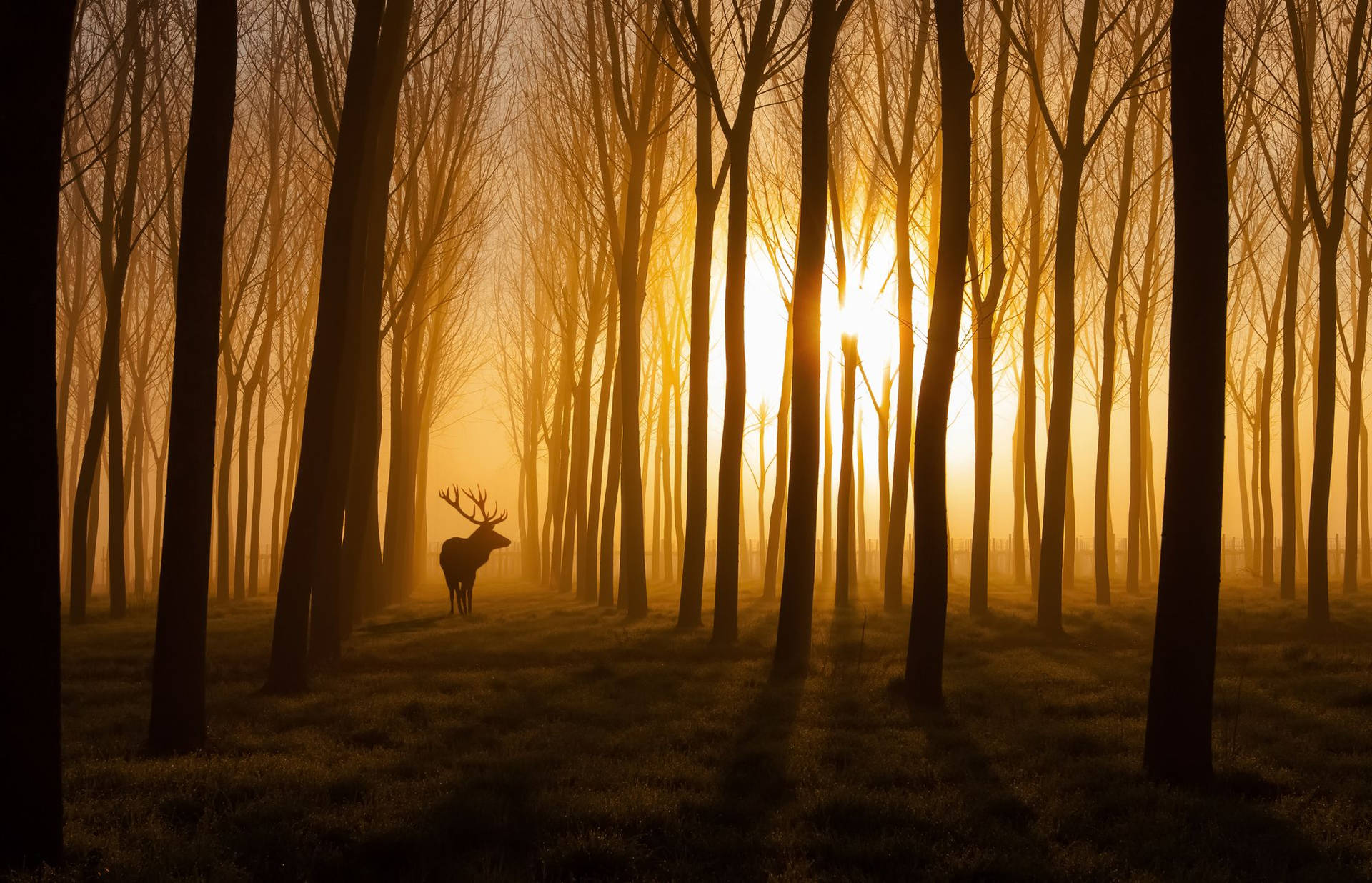 Stag In A Golden Forest Background
