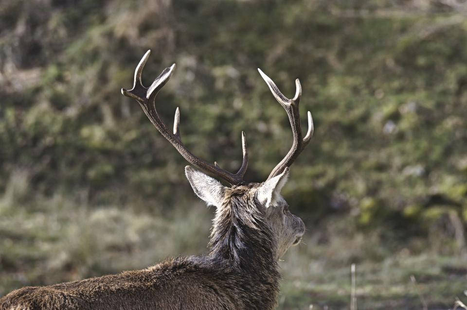 Stag With Big Antlers Deer Hunting Background