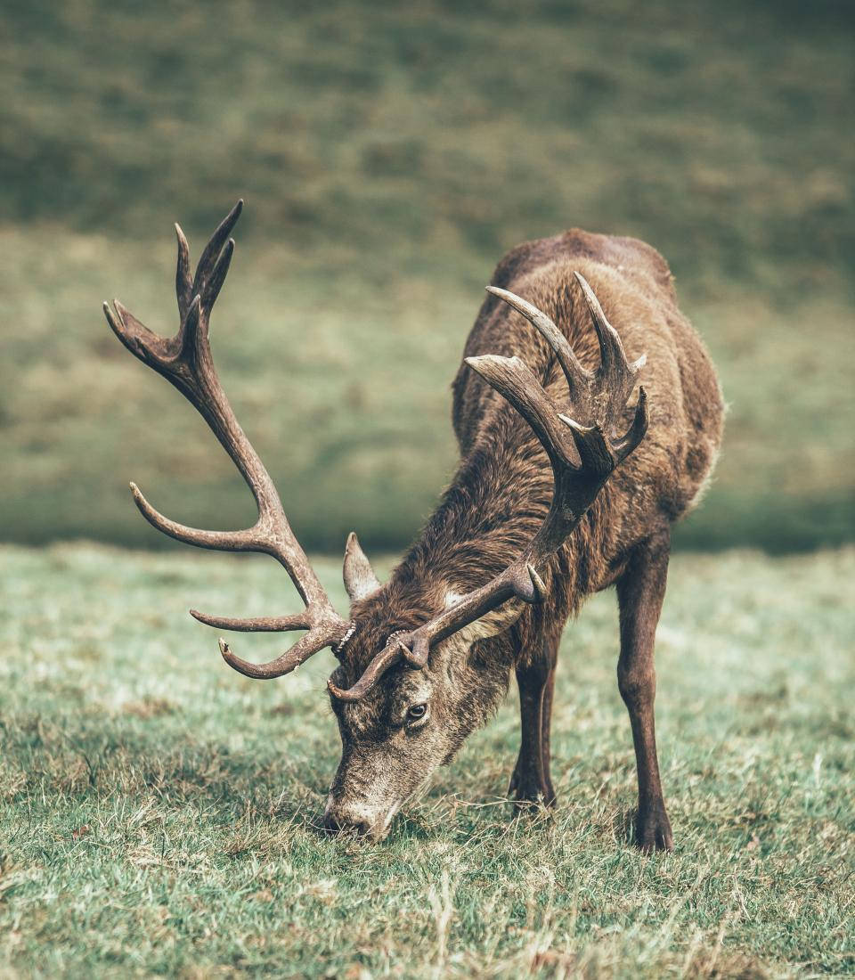 Stag With Big Antlers Grazing Deer Hunting