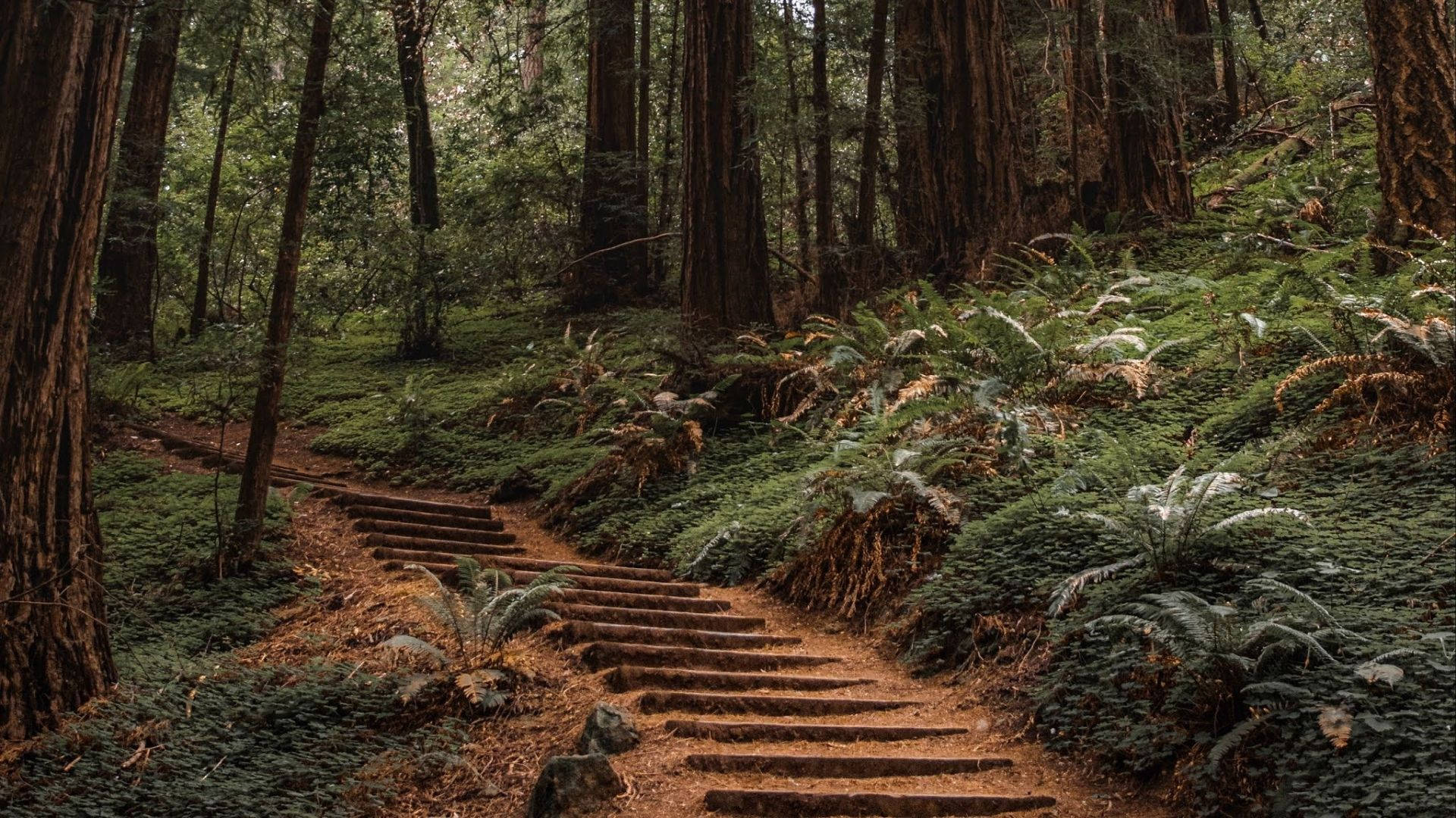 Stairs In Redwood Forest Background