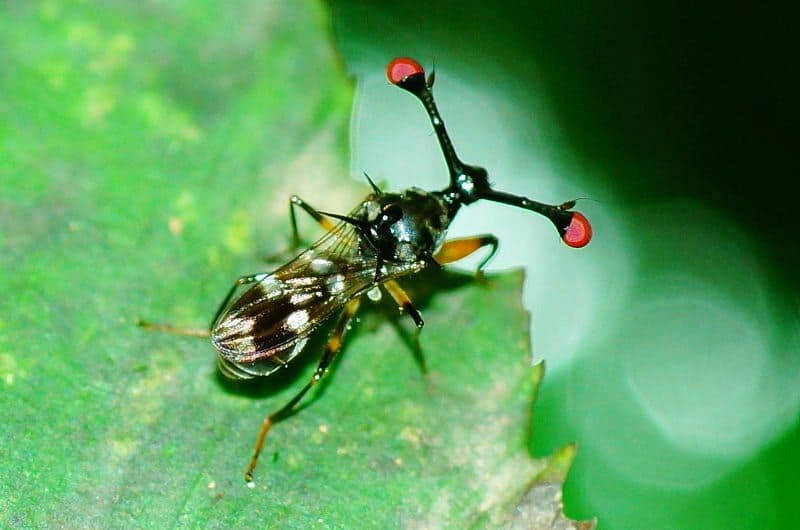 Stalk Eyed Fly Background