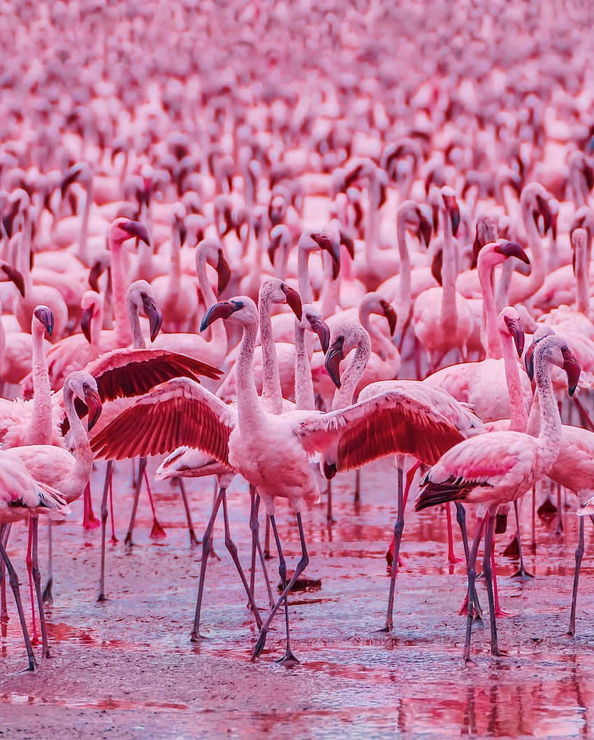 Stand Out And Get Noticed: A Colorful Flamingo On An Iphone Background