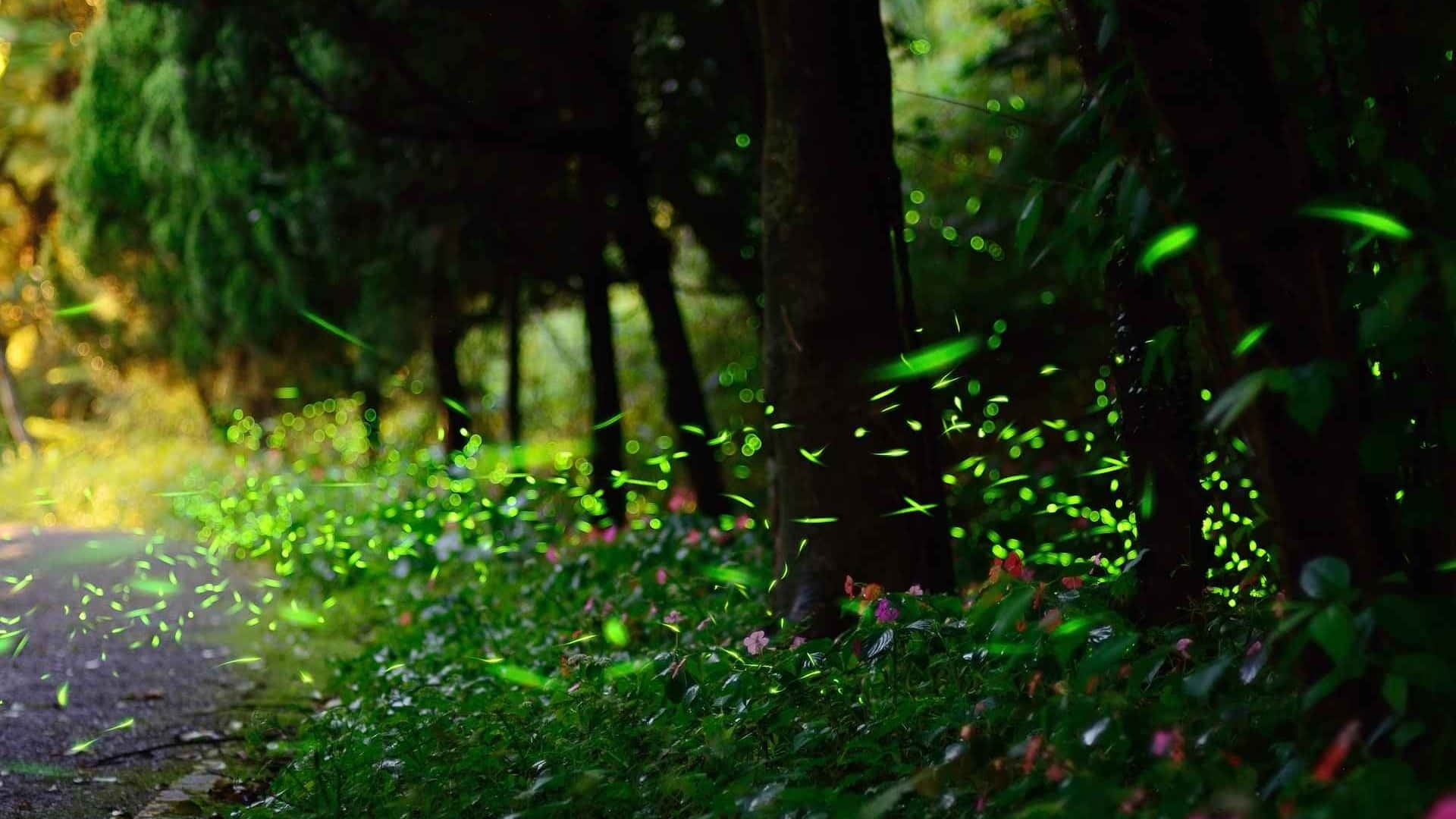 Stand Out From The Crowd With Firefly Hd Background