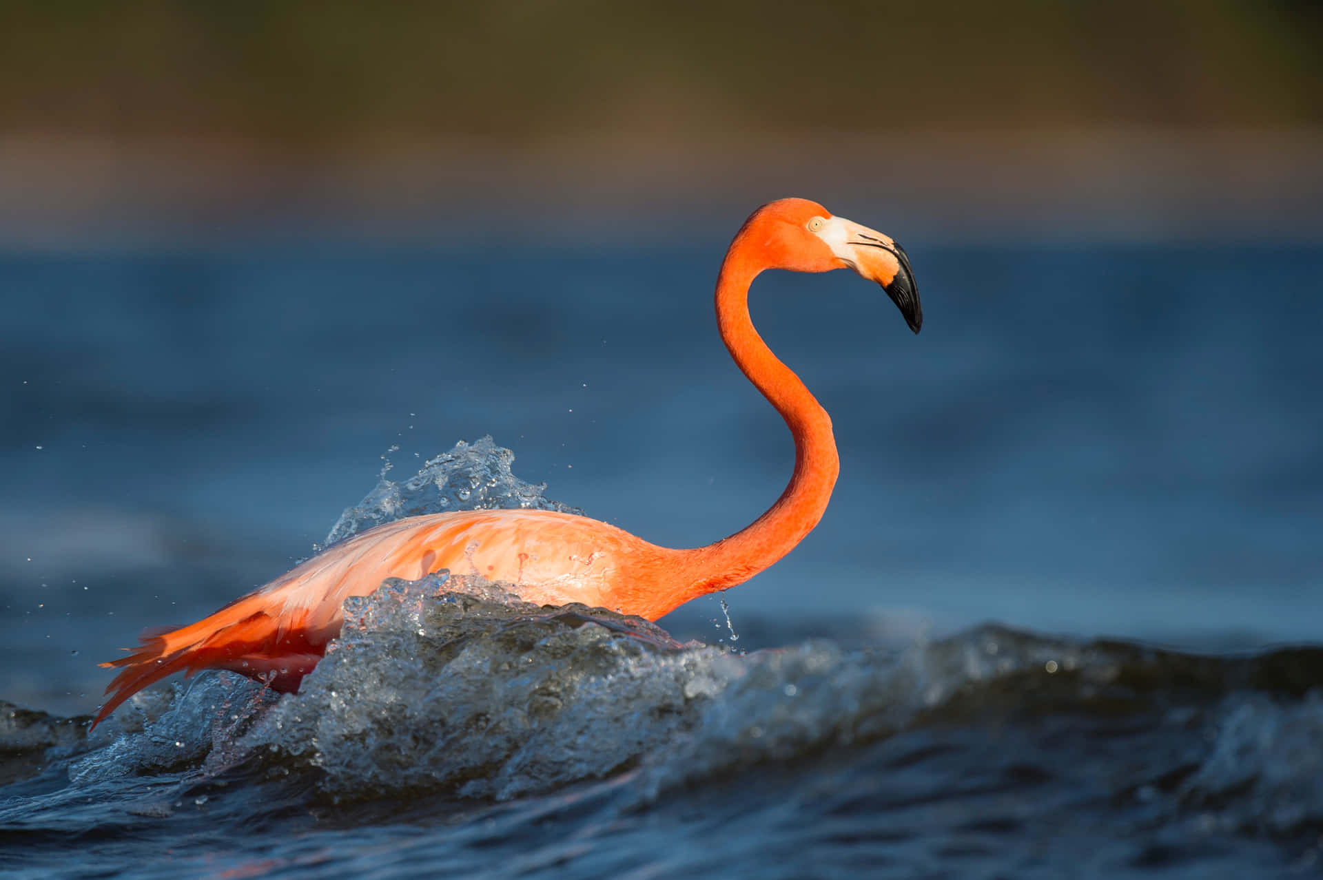 Stand Out With A Bright Flamingo Laptop Background