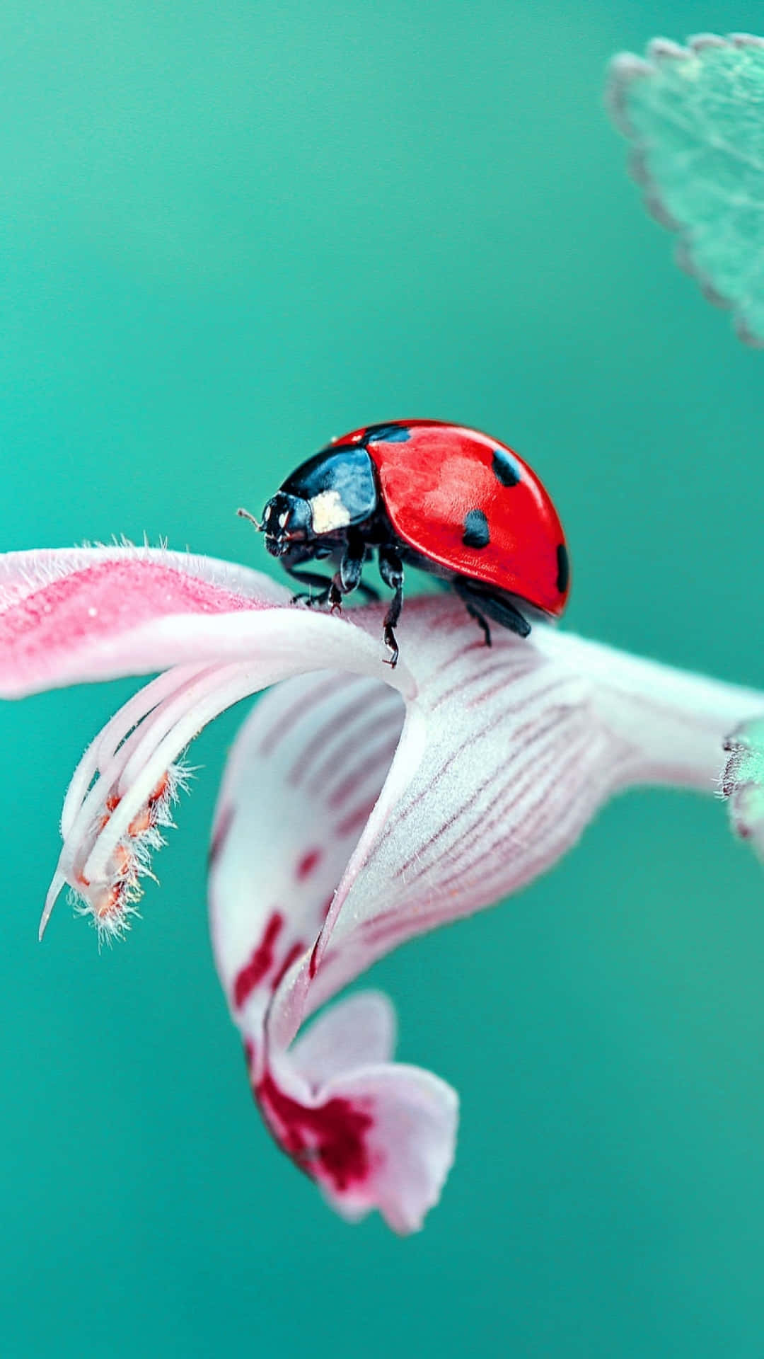 Stand Out With A Fabulous Ladybug Iphone Background