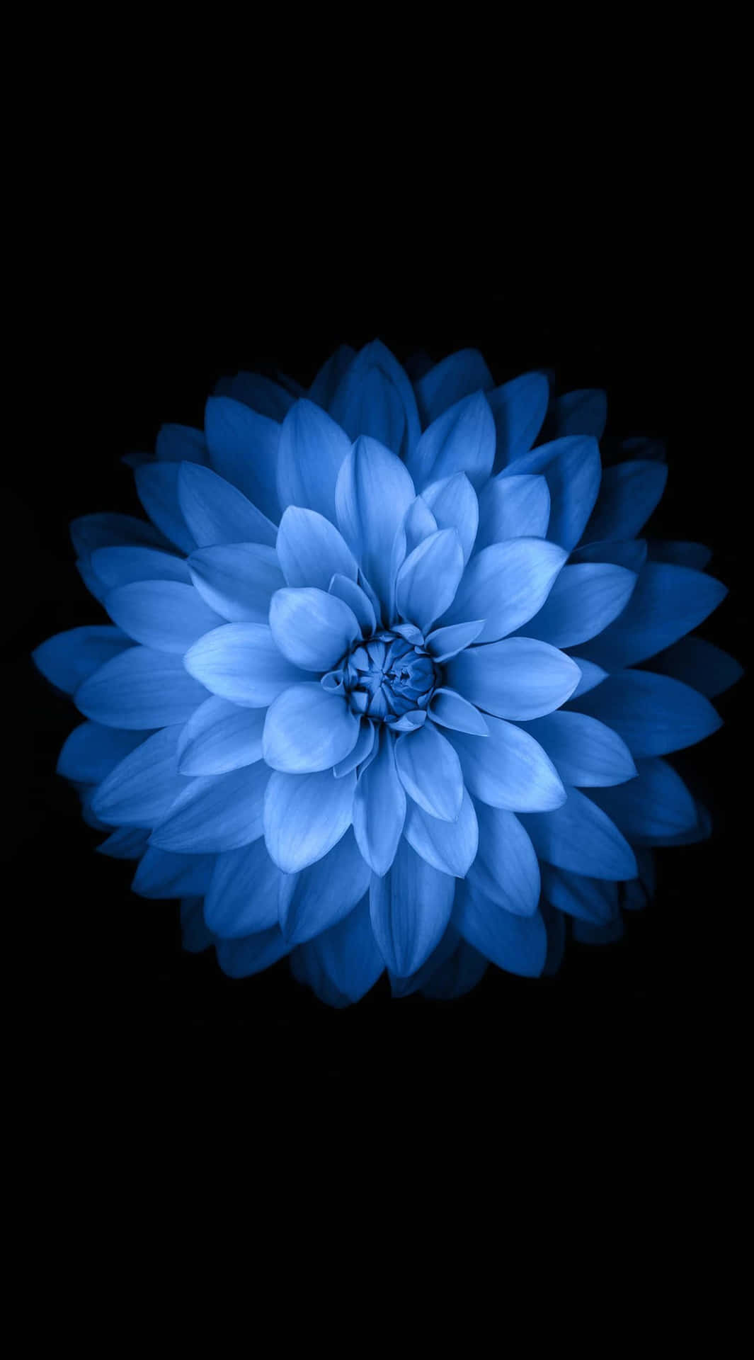 Standard Blue Flower For Iphone 6 Background