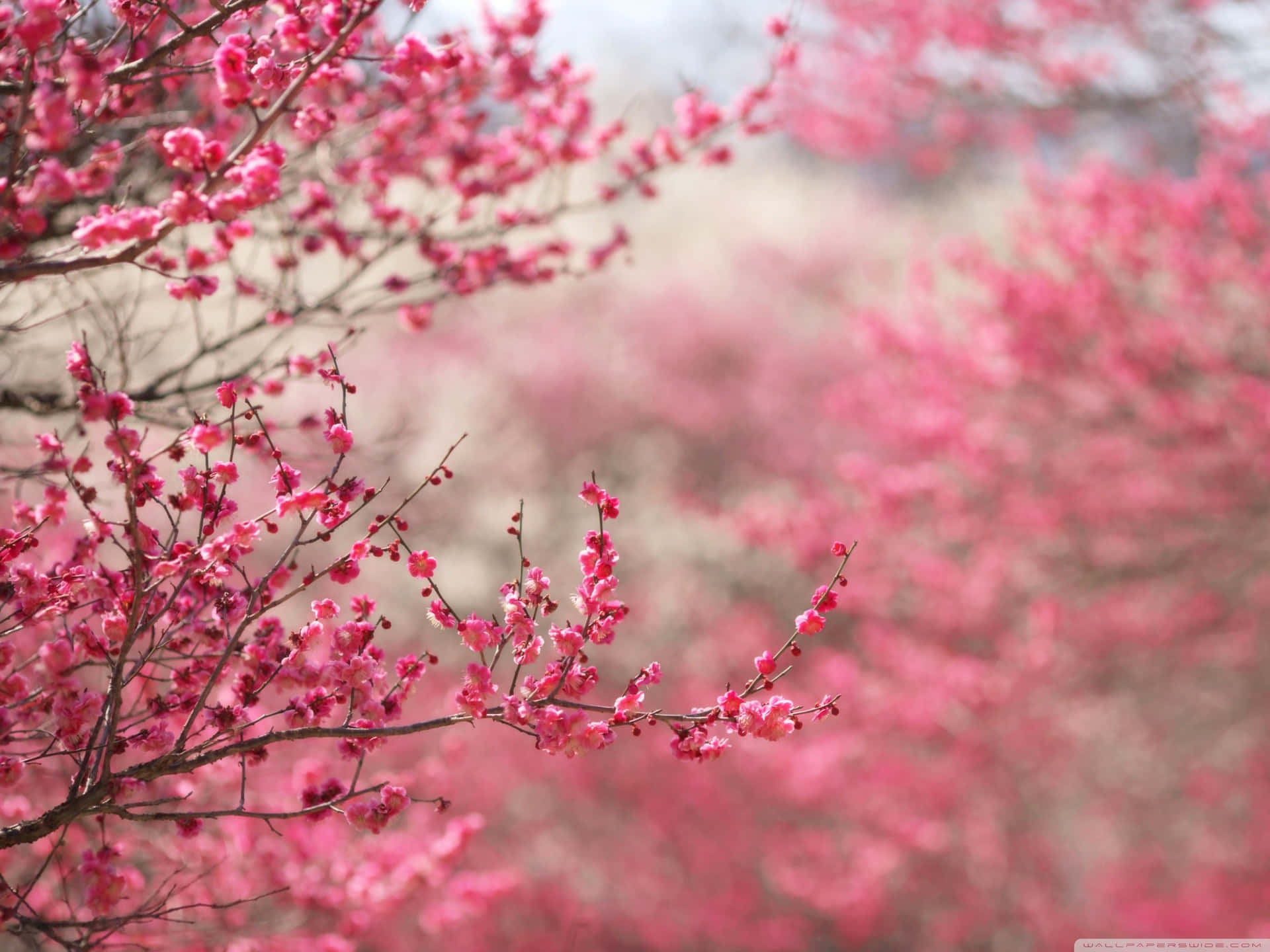 Standard Pink Cherry Blossom Tree