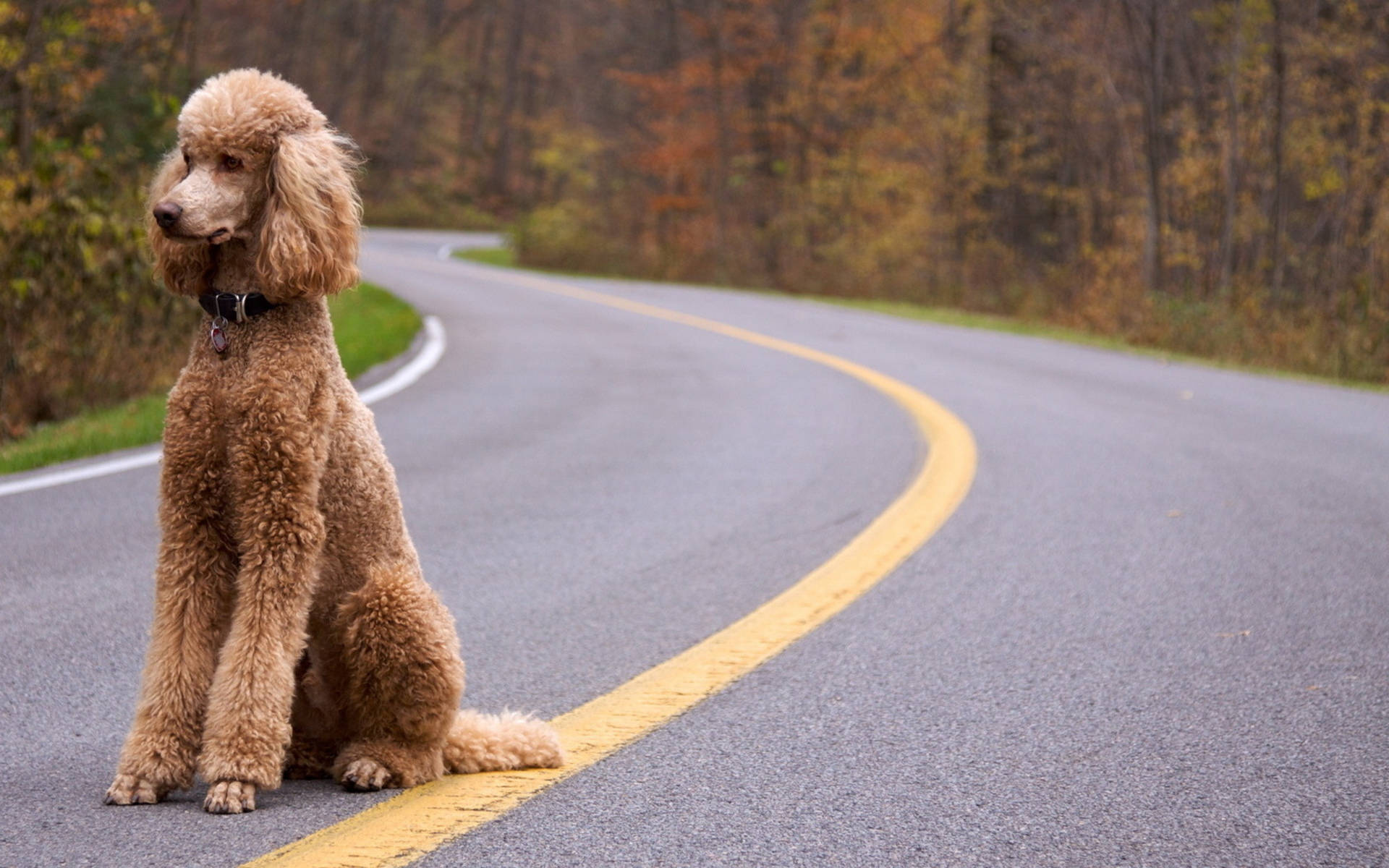 Standard Poodle Sitting On Highway Background