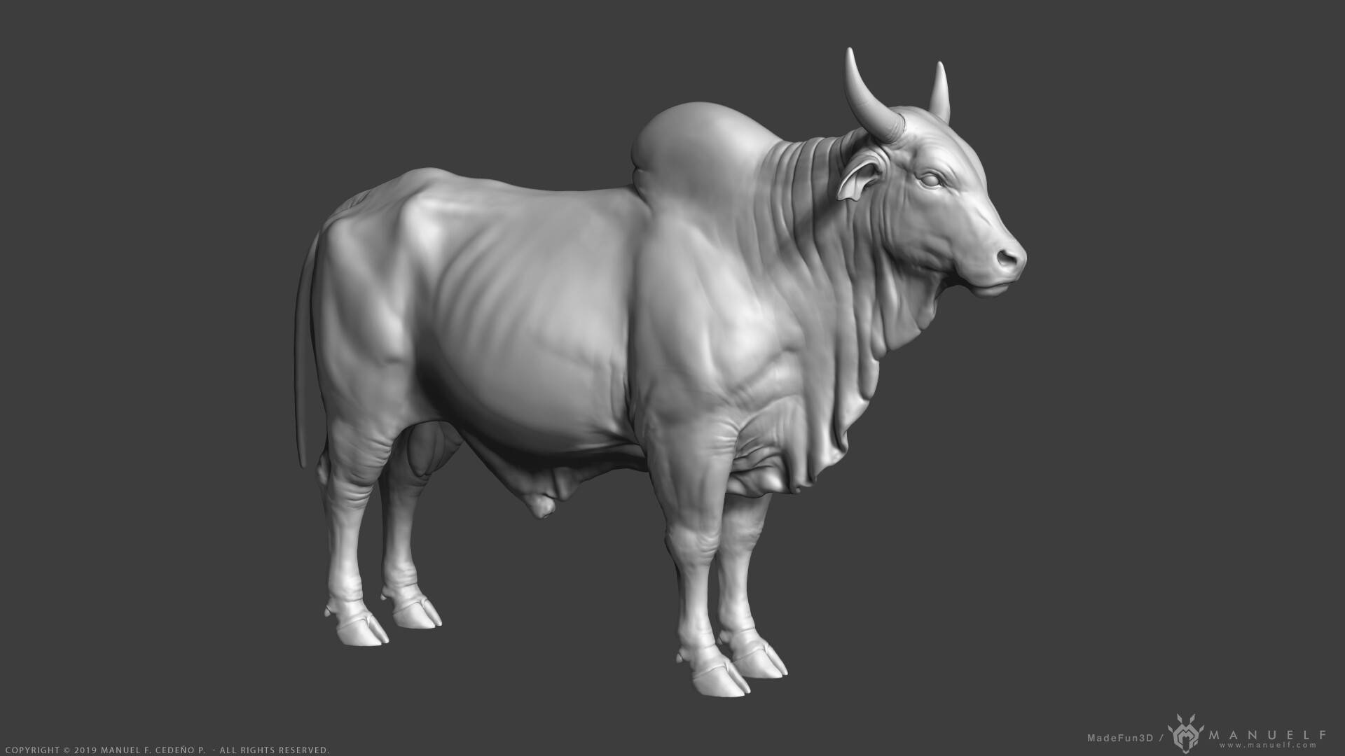 Standing 3d Zebu Cattle