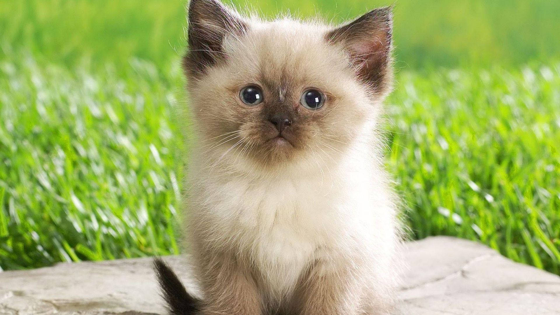 Standing Baby Animal Kitten Background