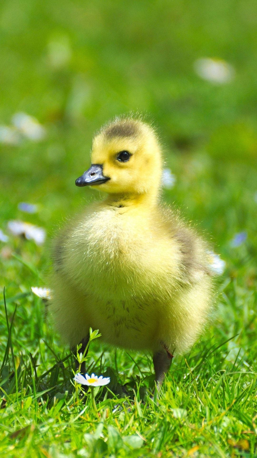 Standing Baby Duck Background