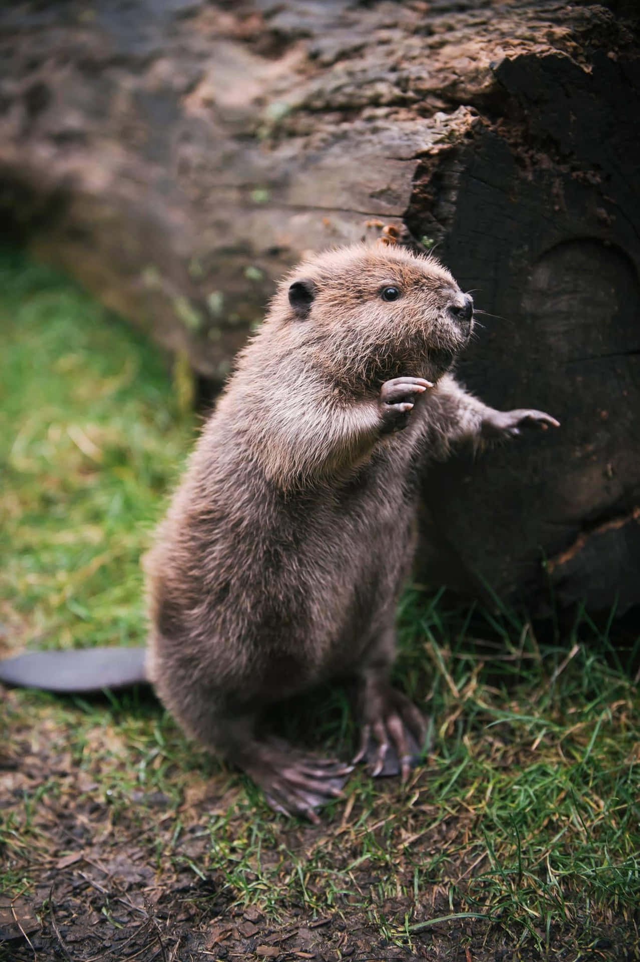 Standing Beaver Near Log Background