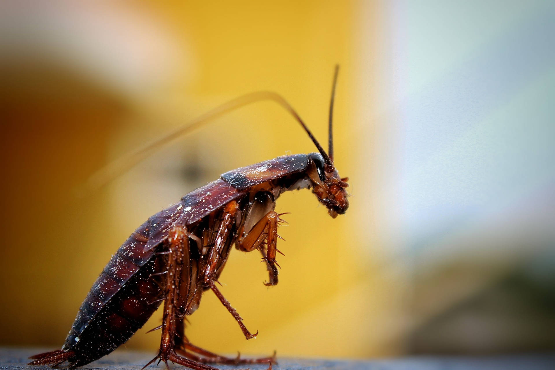 Standing Brown Banded Cockroach Background
