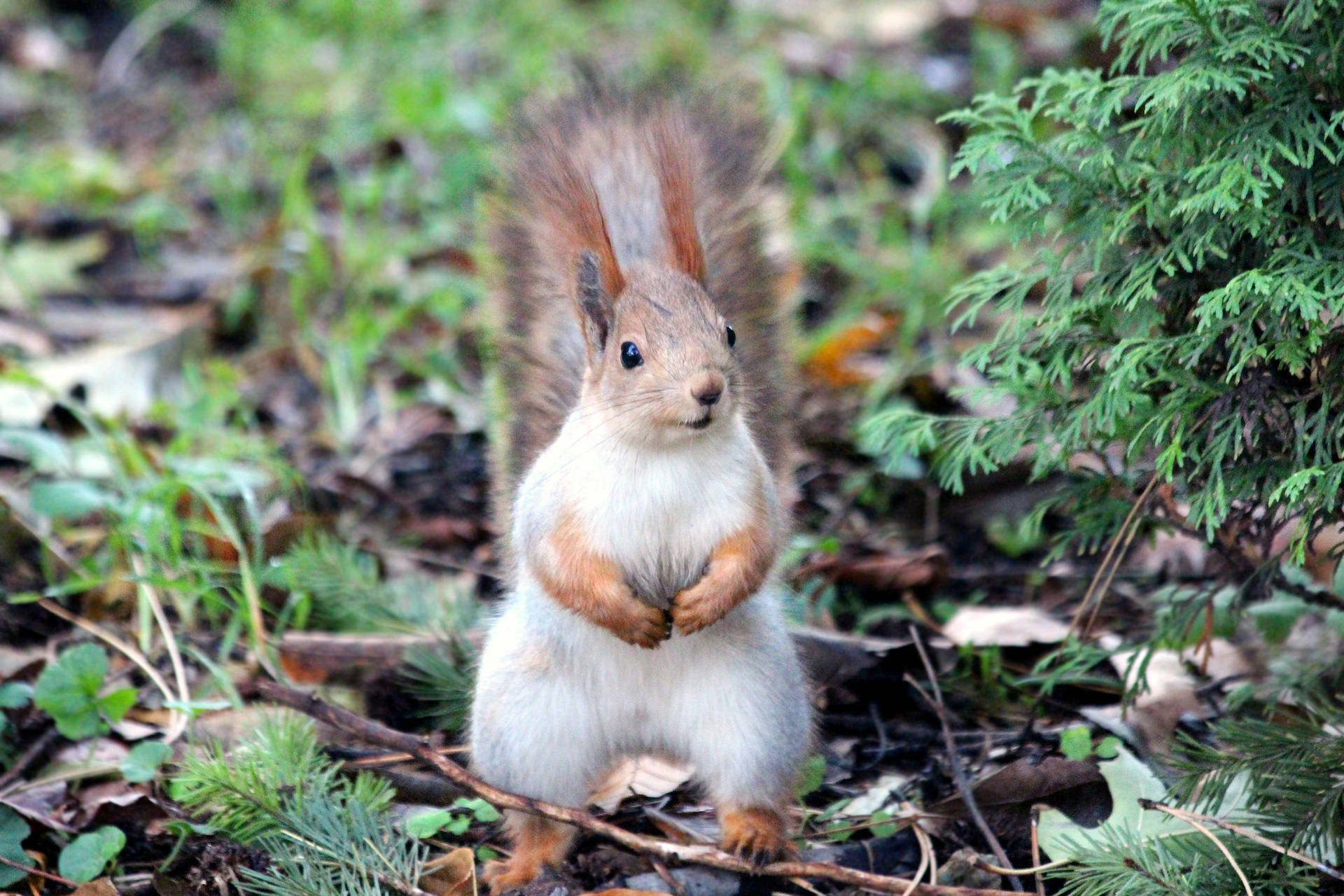 Standing Cute Animal Red Squirrel Background
