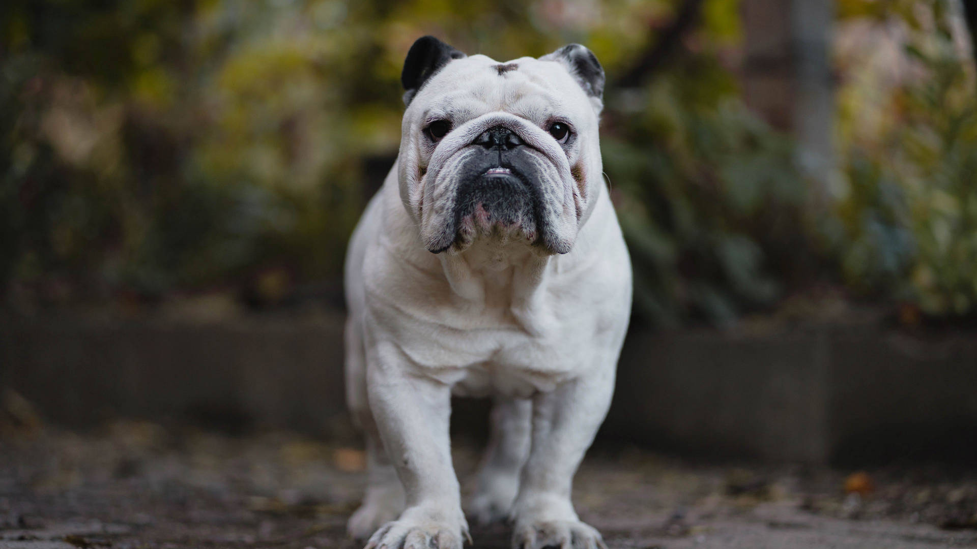 Standing English Bulldog Background