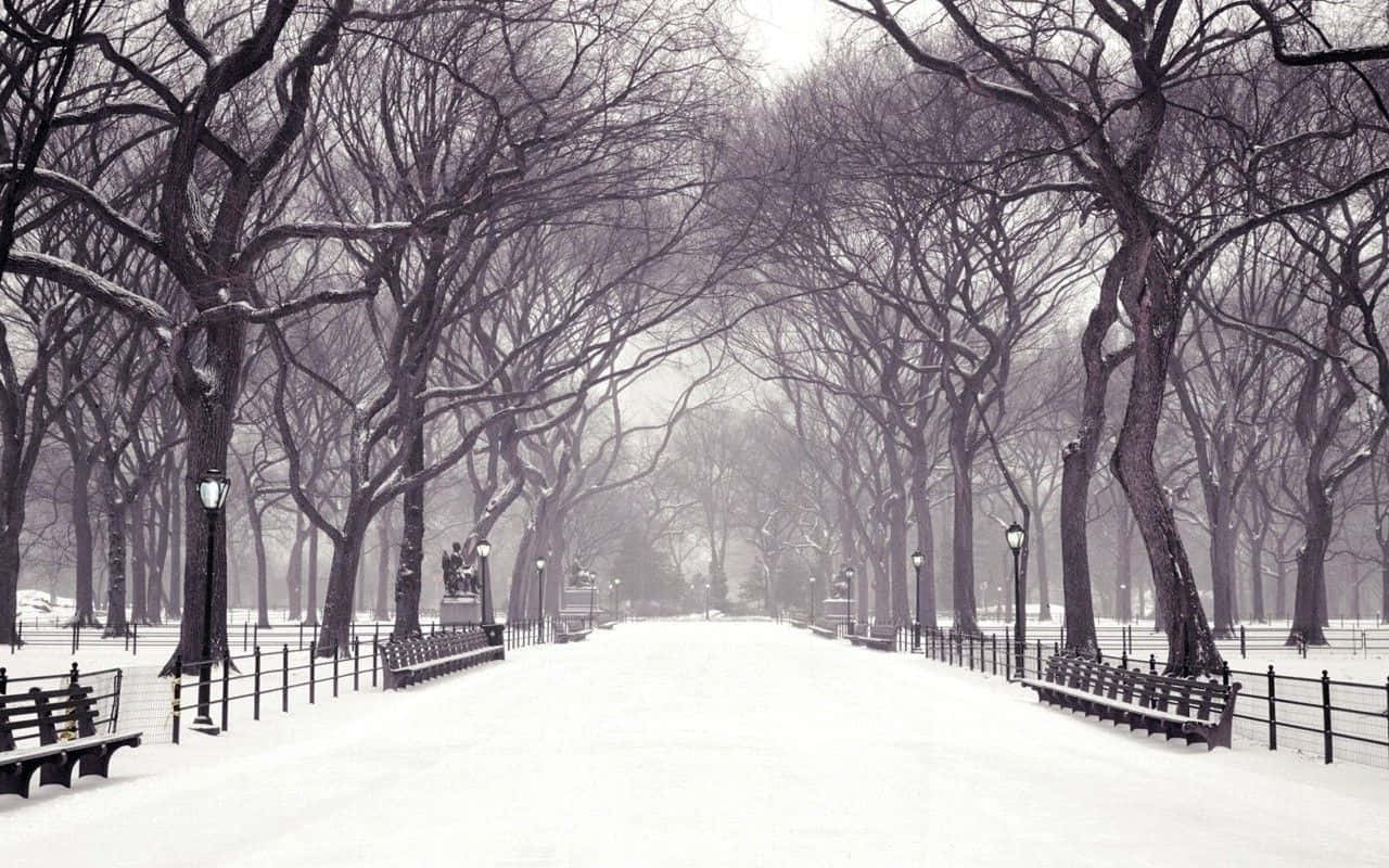 Standing In The Center Of A Snow-filled Winter Landscape Background