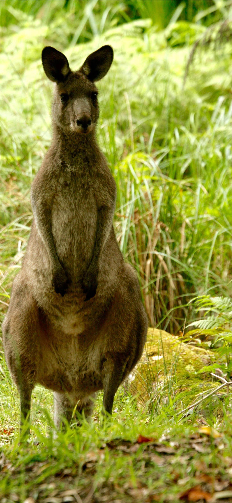 Standing Kangaroo Background