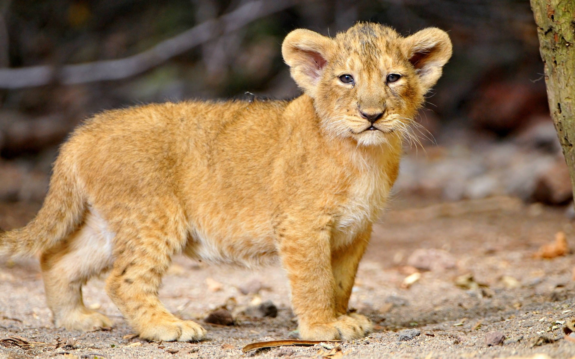 Standing Lion Cub Background