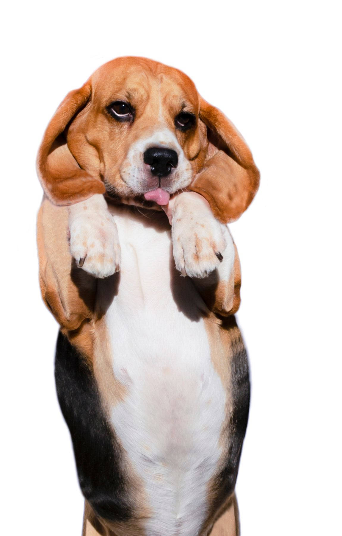 Standing Little Beagle Dog Background