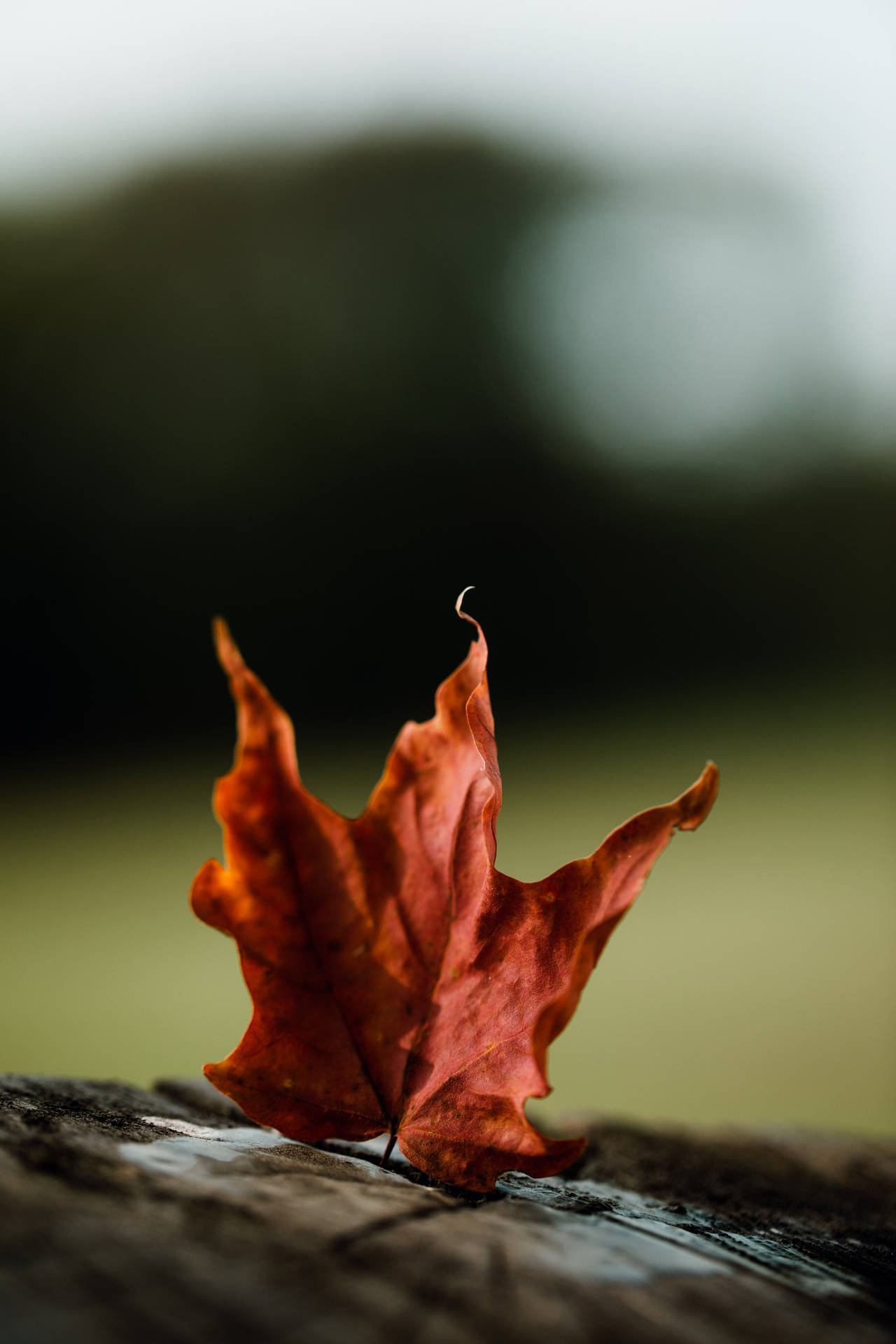 Standing Maples Leaves Background