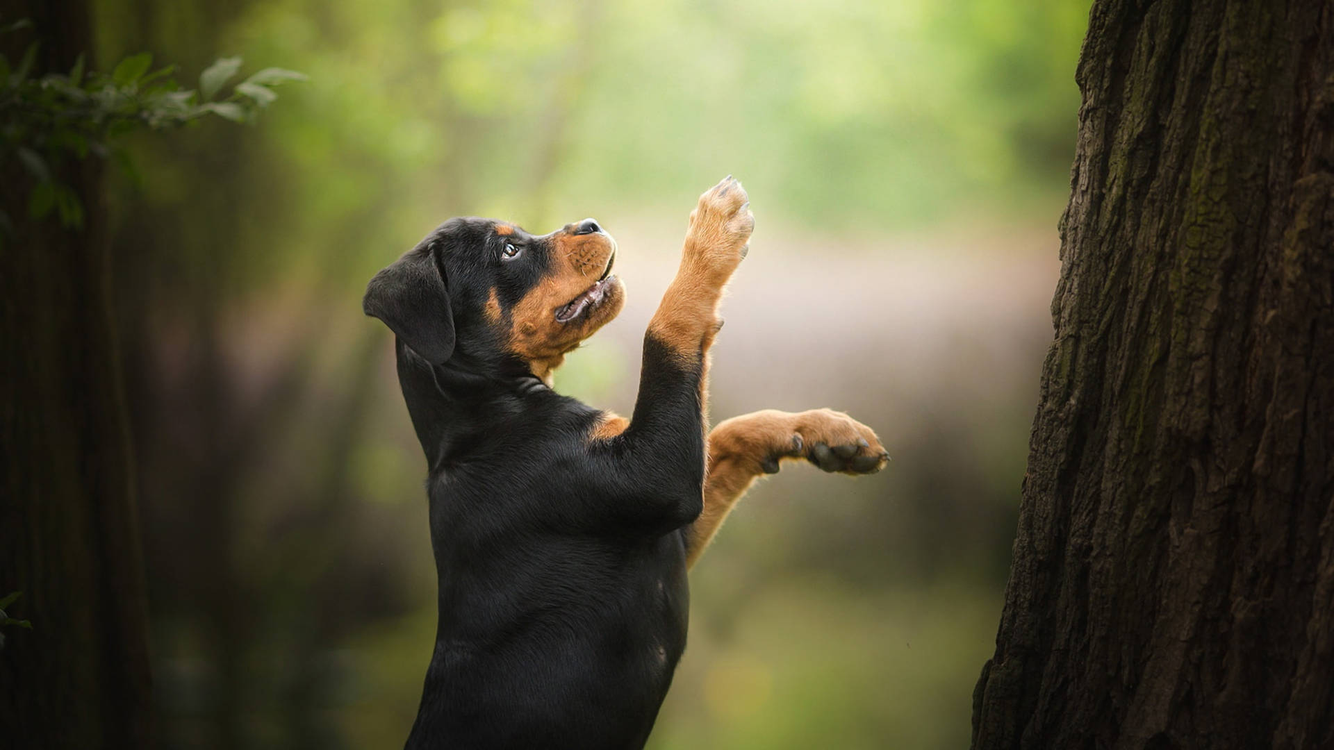 Standing Rottweiler Puppy Background