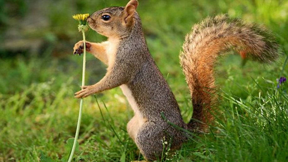 Standing Squirrel And Flower Background