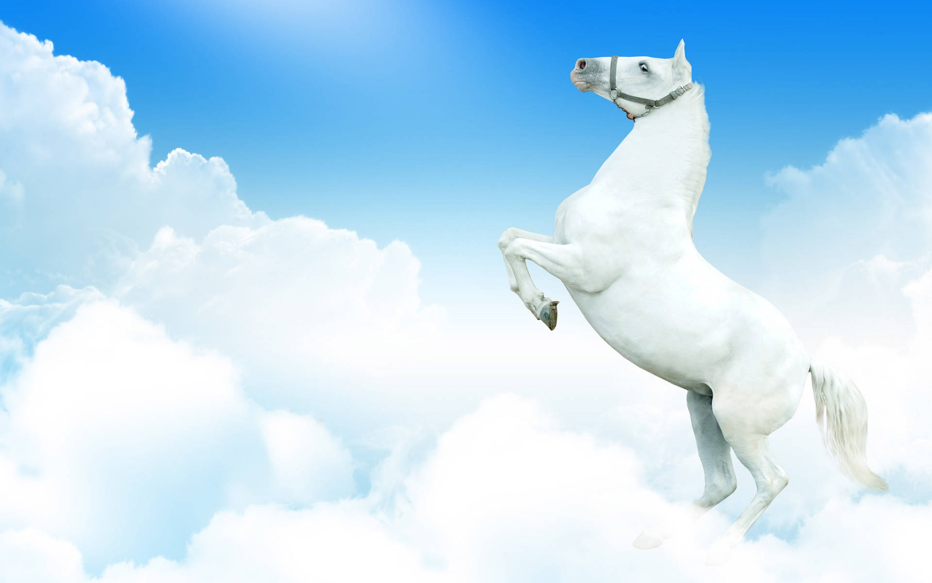 Standing White Horse On Clouds Background
