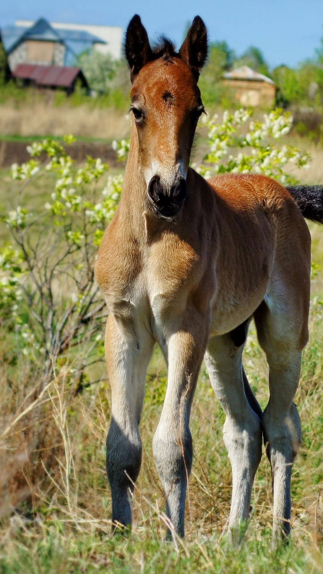 Standing Young Male Pony Foal Background