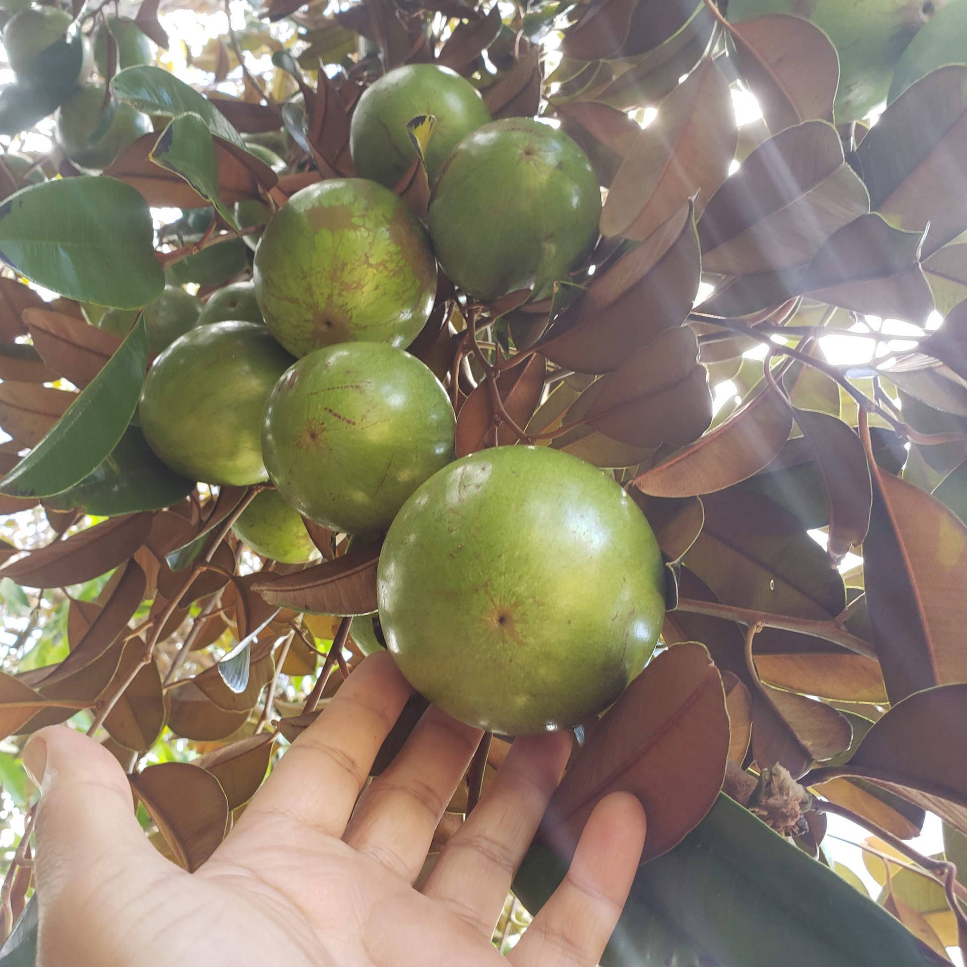 Star Apple Above Background