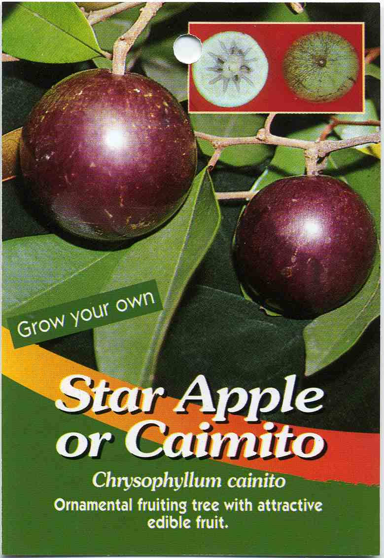 Star Apple Or Caimito Background