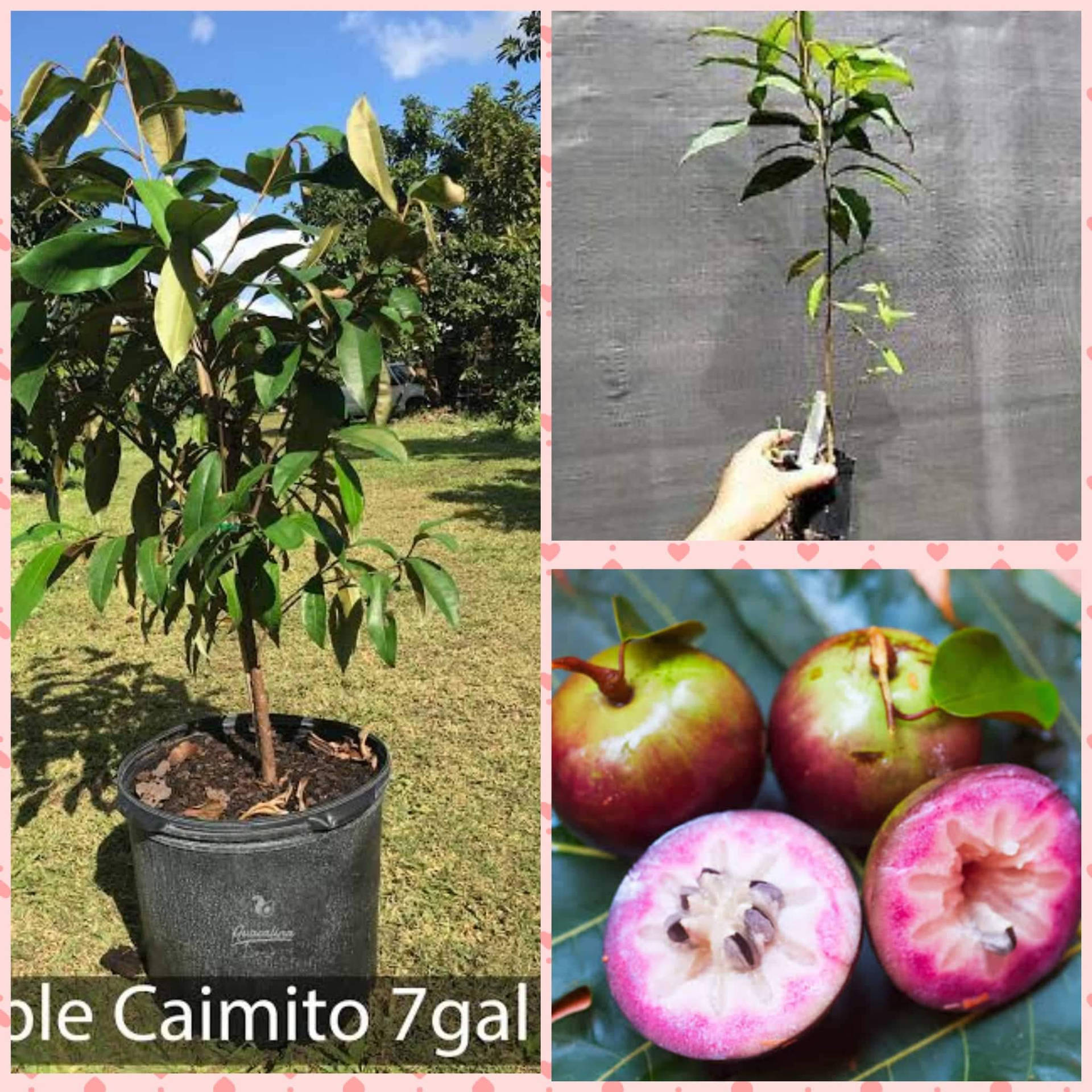 Star Apple Tree And Fruit Background