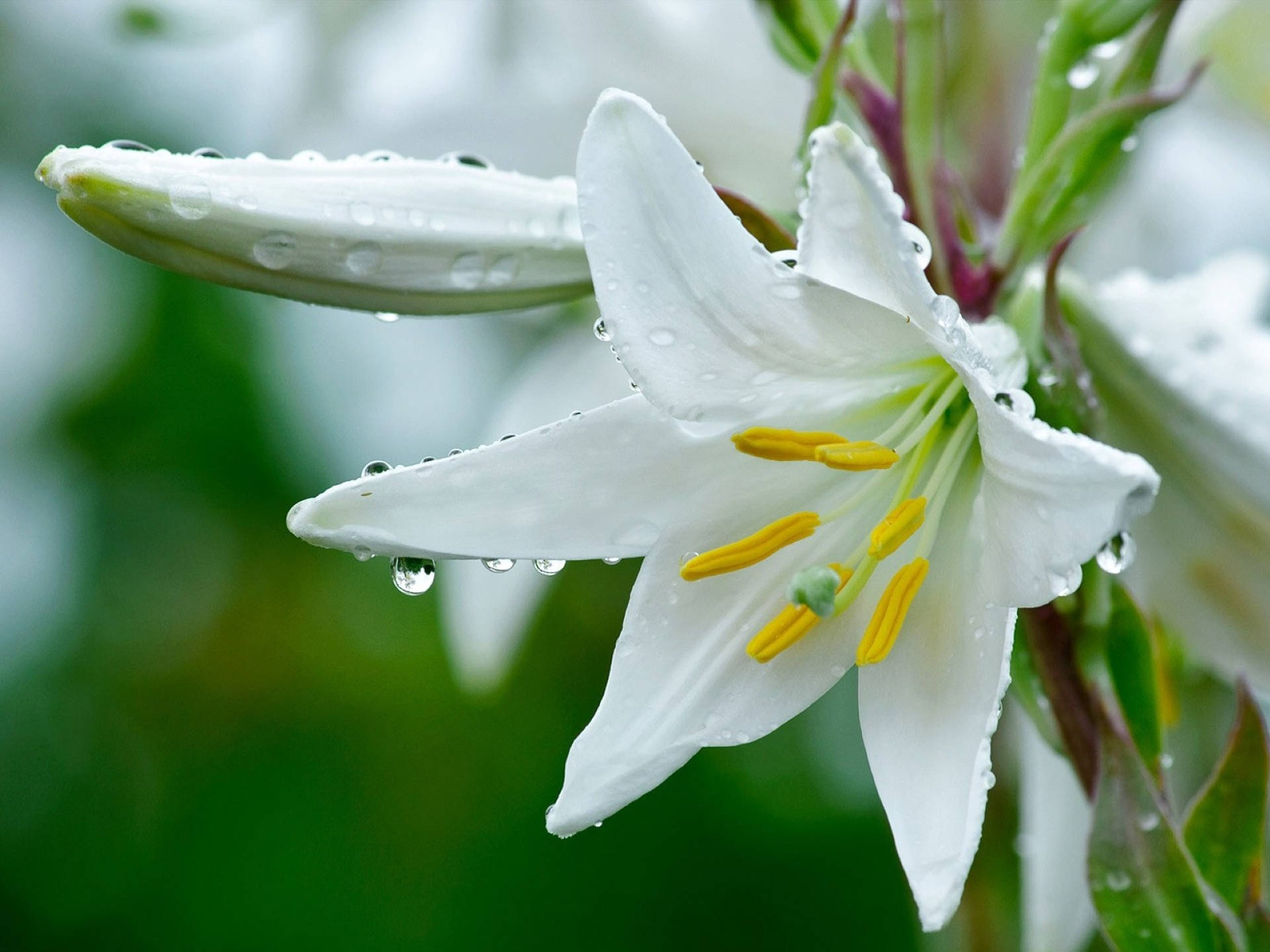 Star-shaped White Lily Background