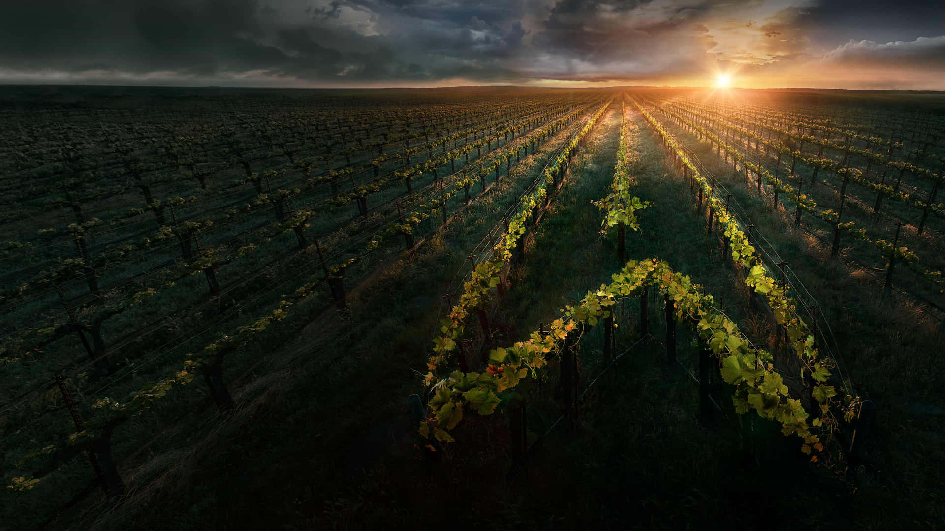 Star Trek Picard Vineyard Background