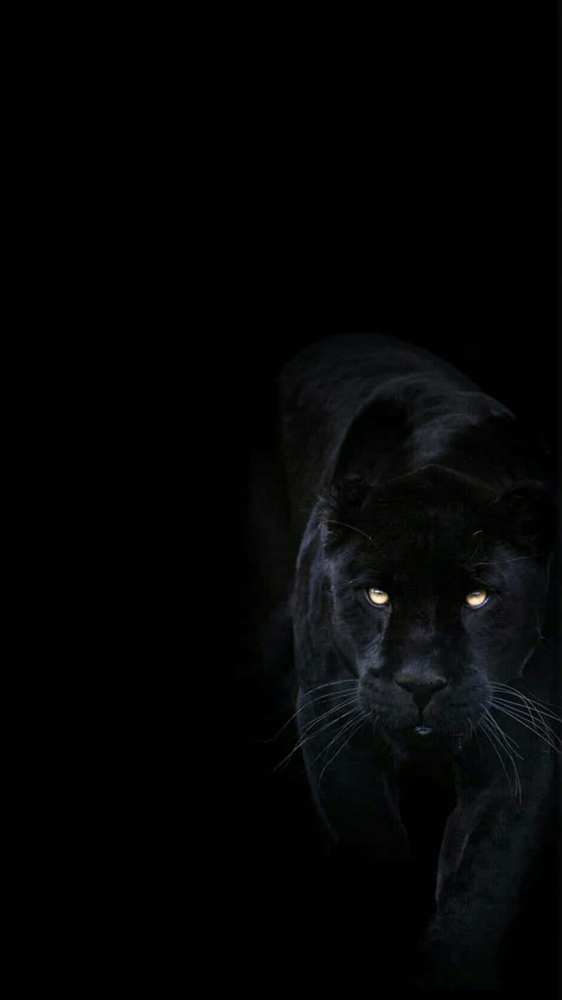 Stare Into The Intensity Of A Cool Black Panther Animal Background