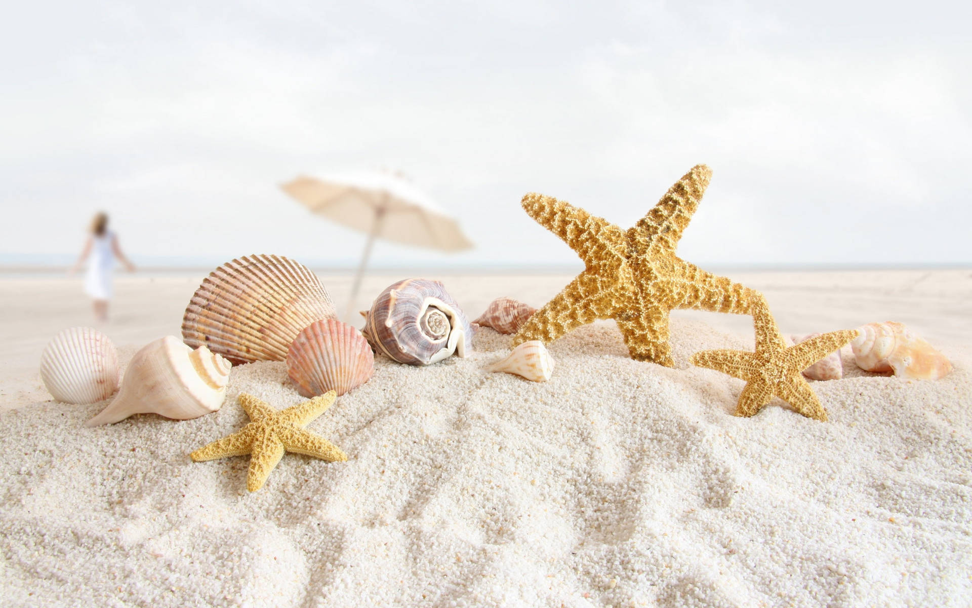 Starfish And Shells Focus Photography Background