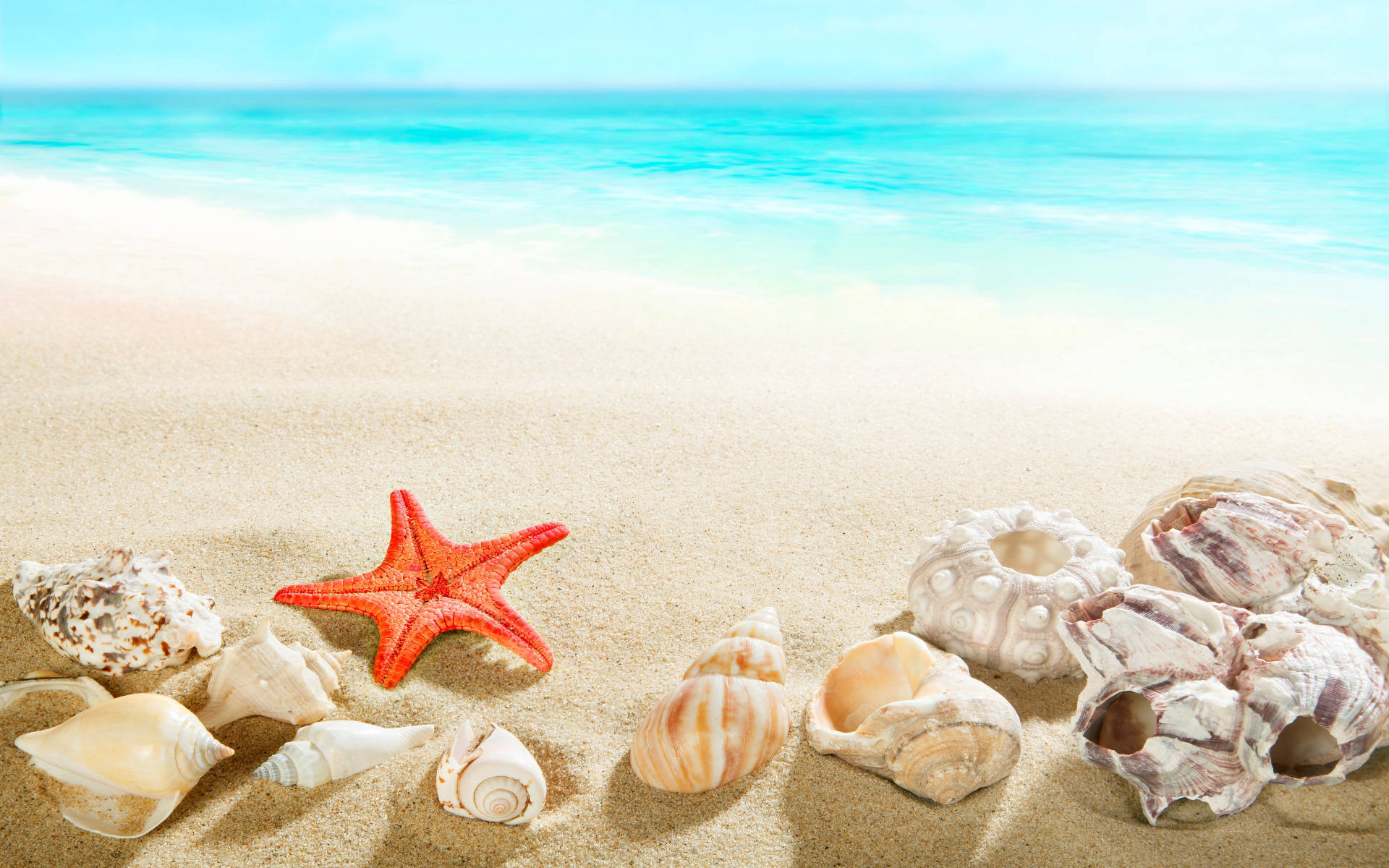 Starfish And Shells In Shore Background
