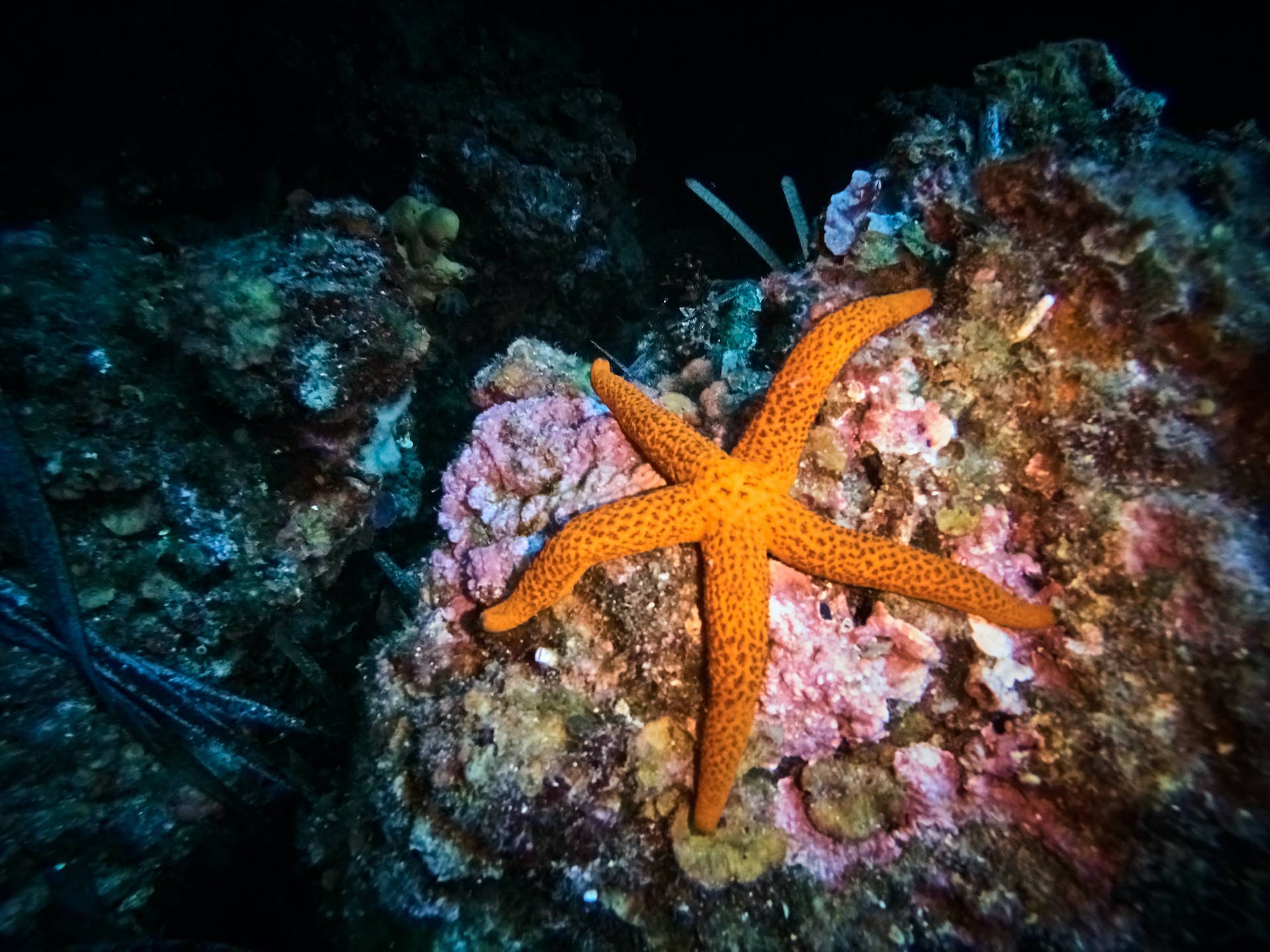 Starfish Coral