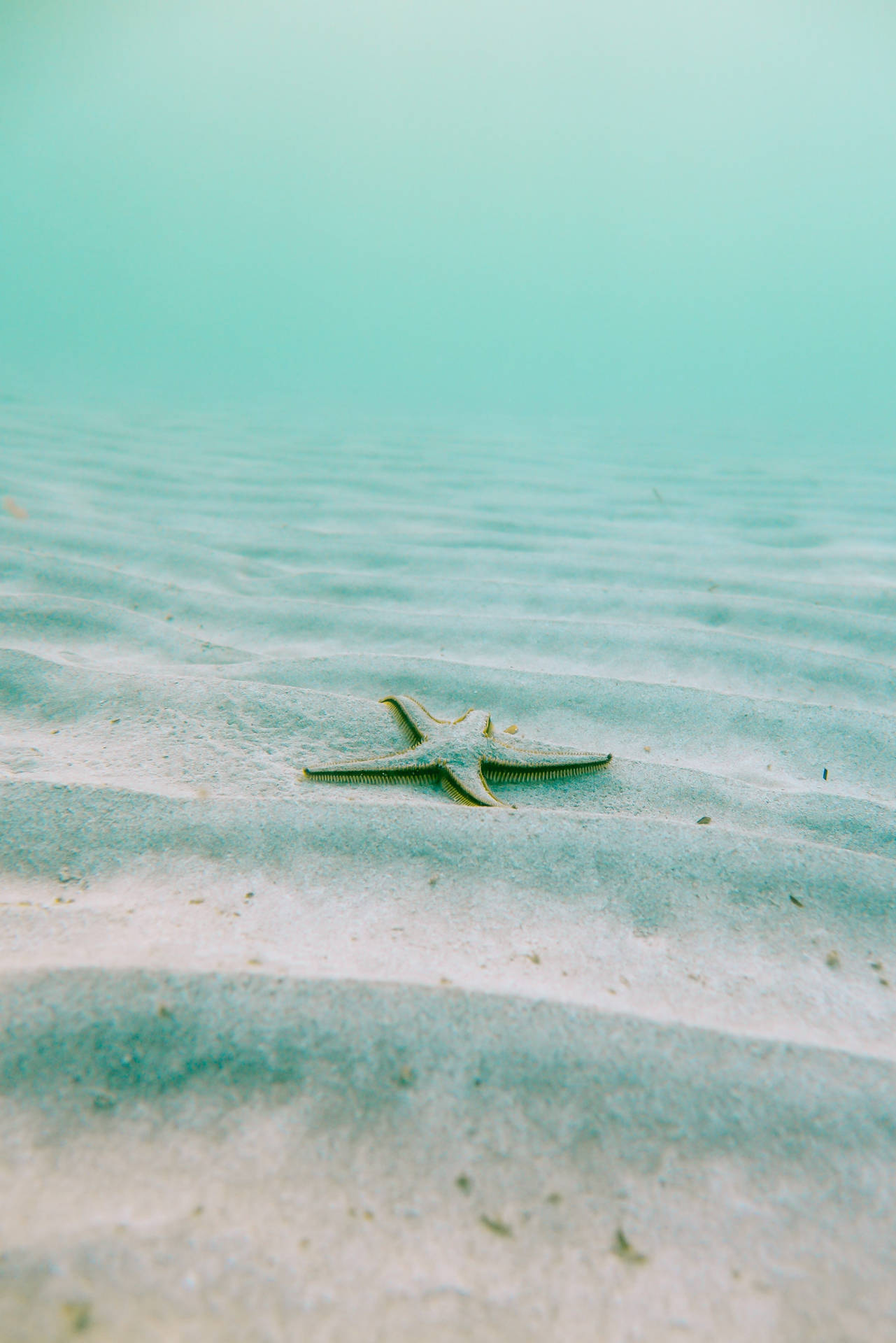 Starfish In Ocean Blue Waters Background