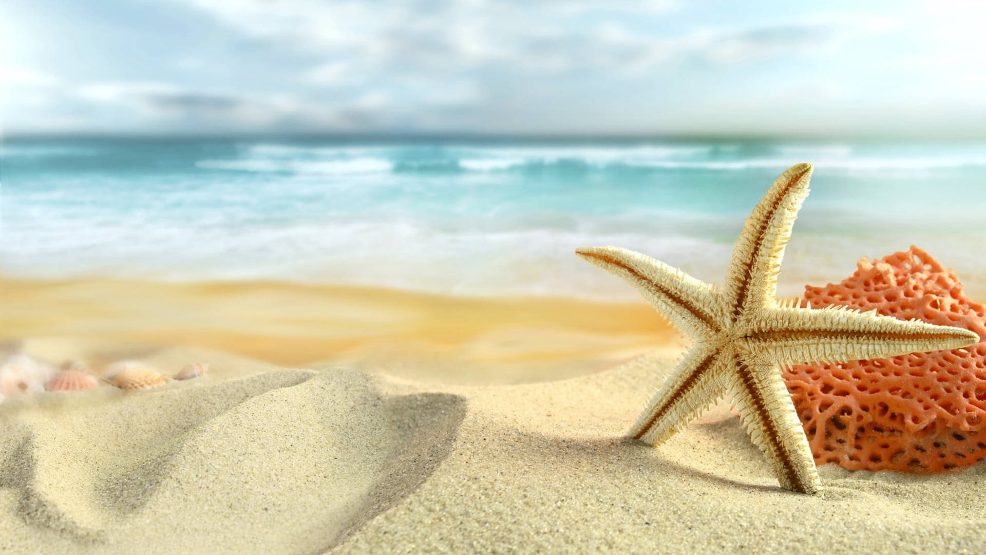Starfish In White Beach Background
