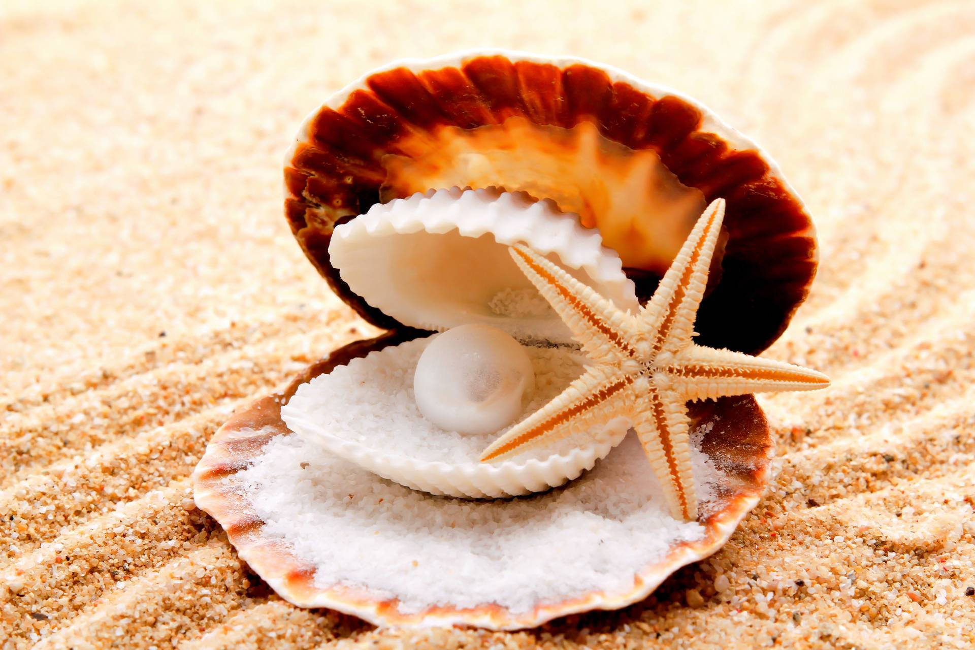 Starfish Inside Seashell