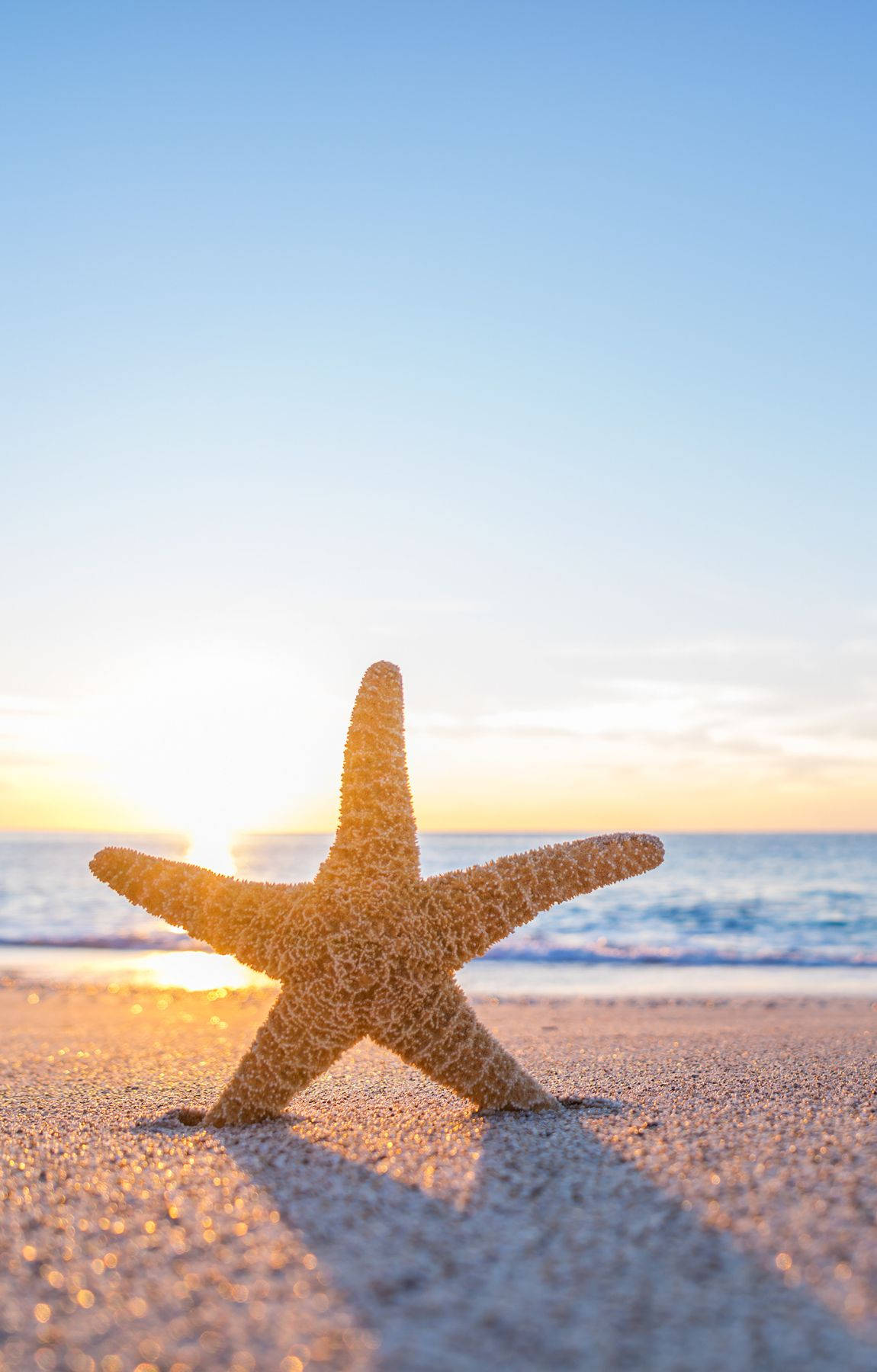 Starfish On Beach Sunrise Background