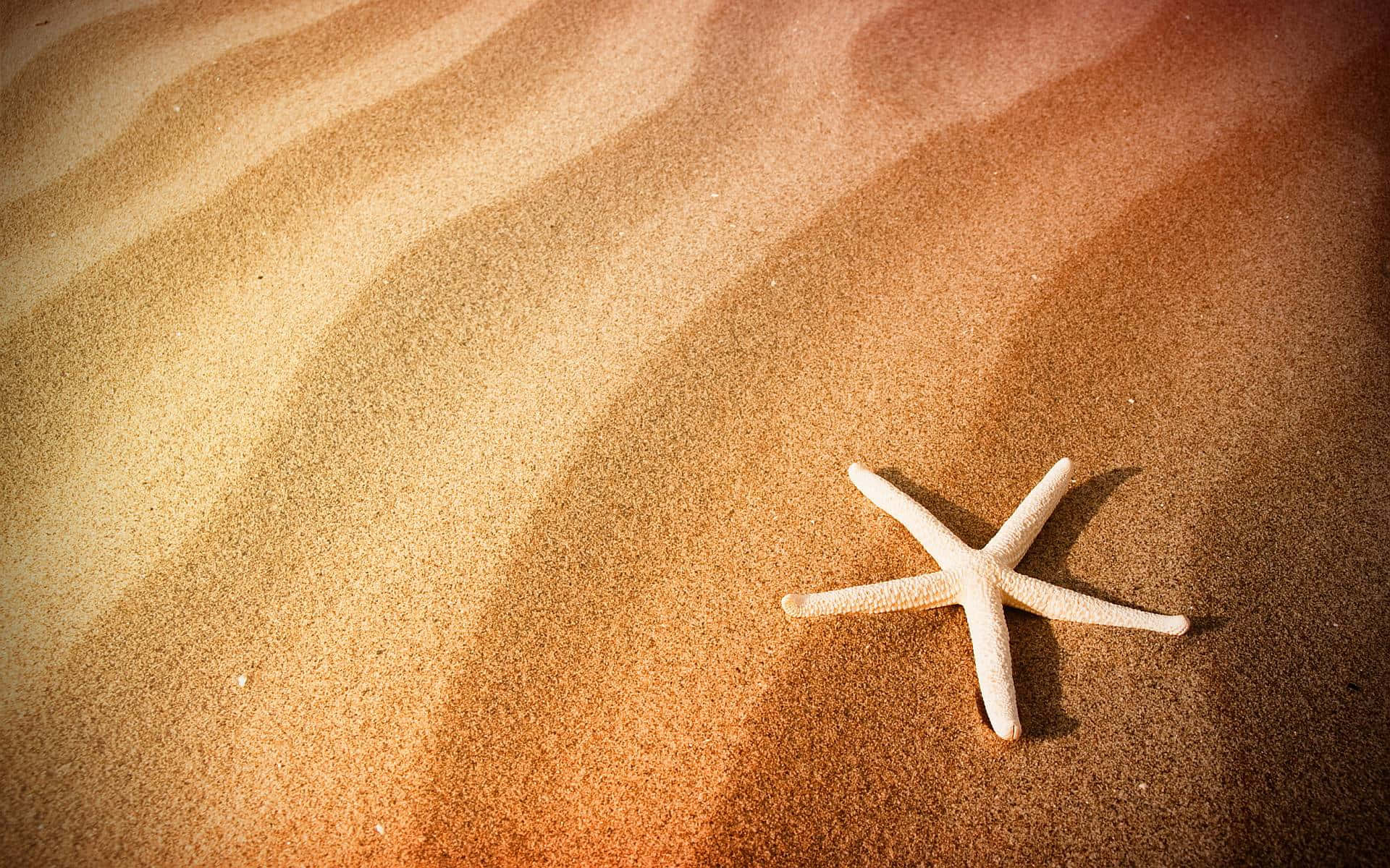 Starfish On Sand