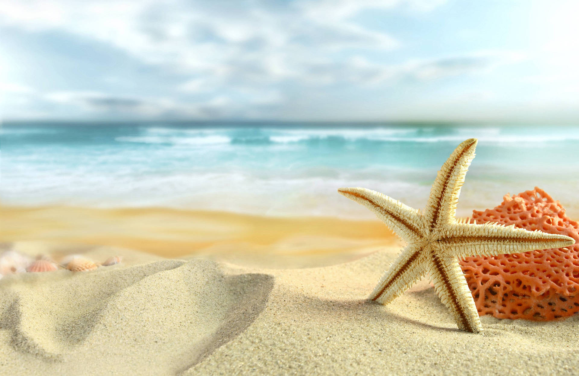 Starfish On White Sand Background